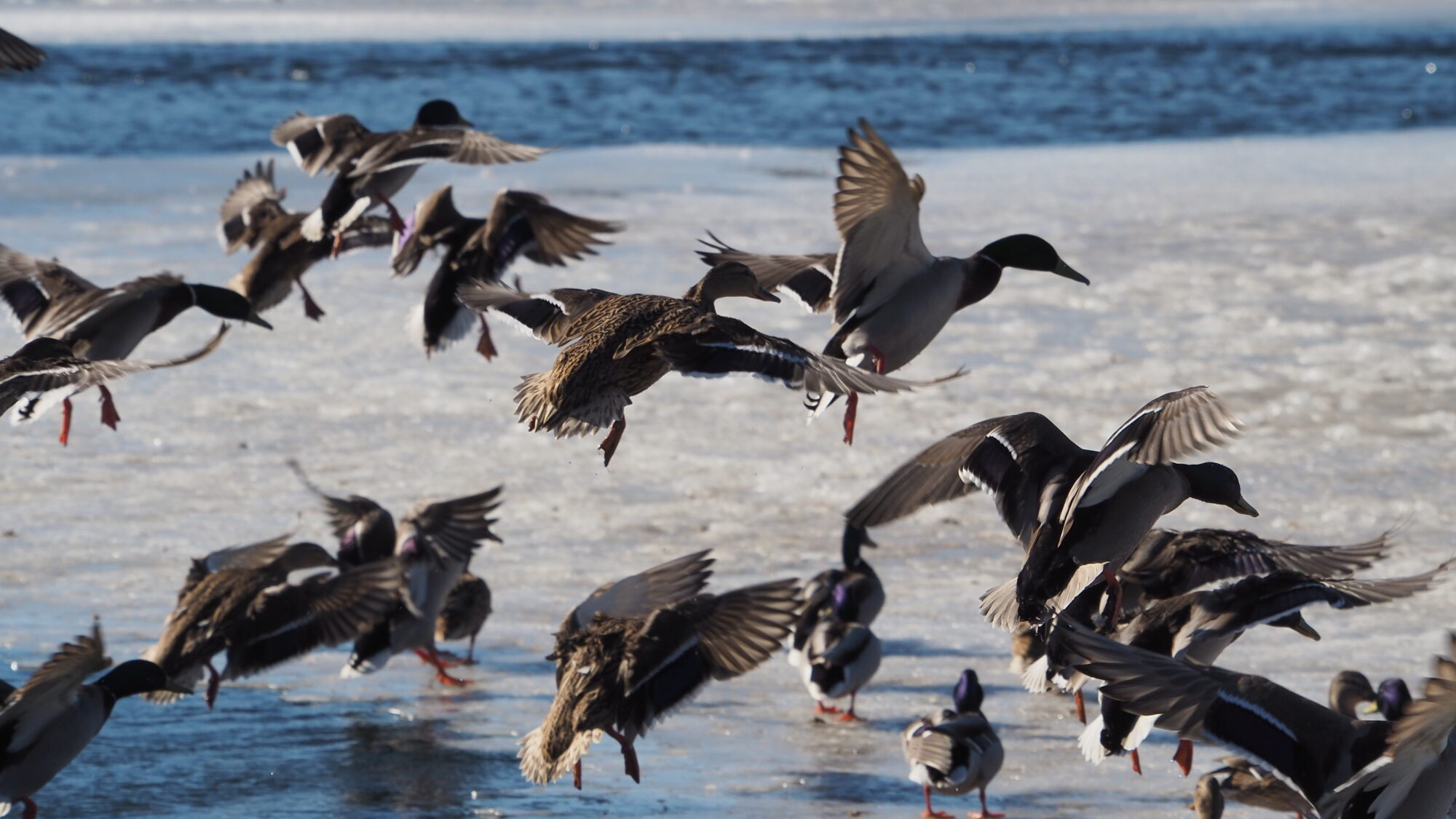 Valokuvaaja: Martti Valtonen Valokuvaaja: Martti Valtonen