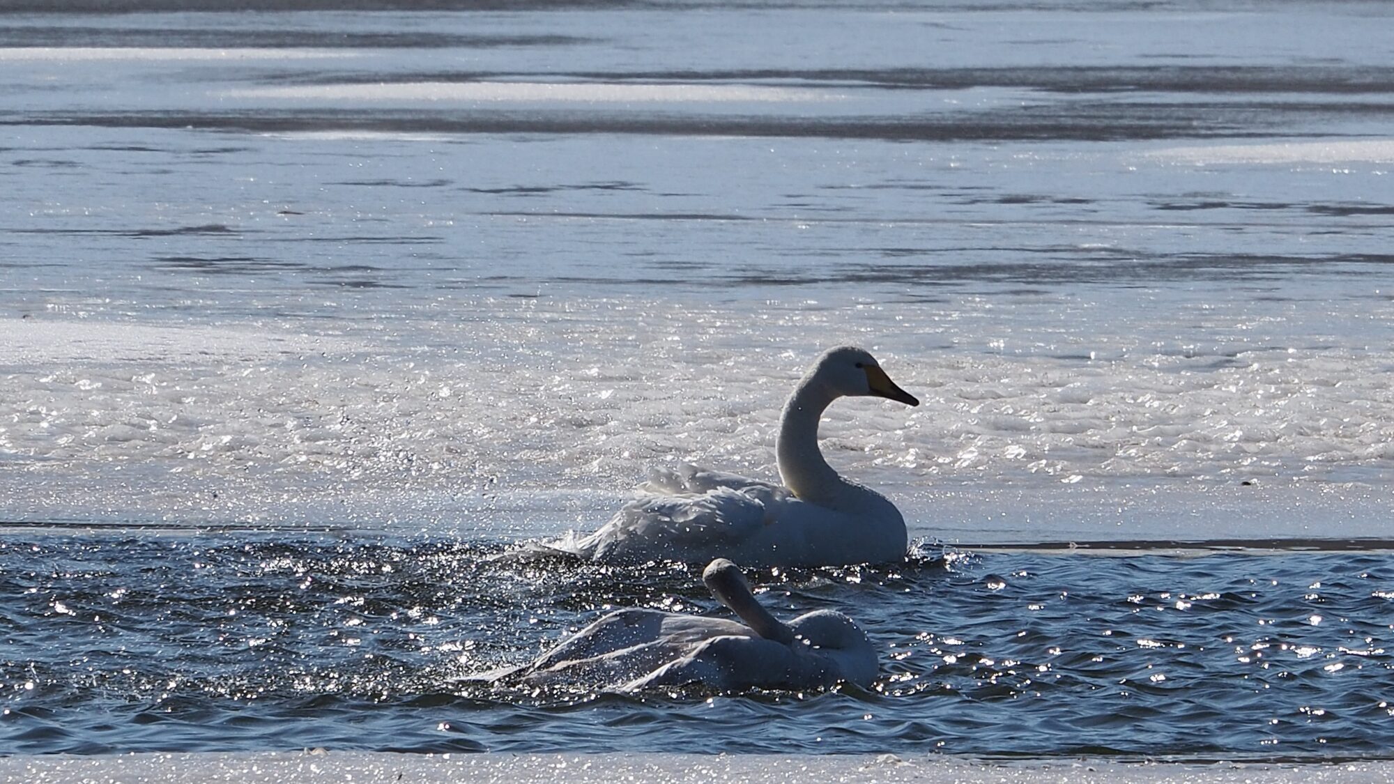 Valokuvaaja: Martti Valtonen Valokuvaaja: Martti Valtonen