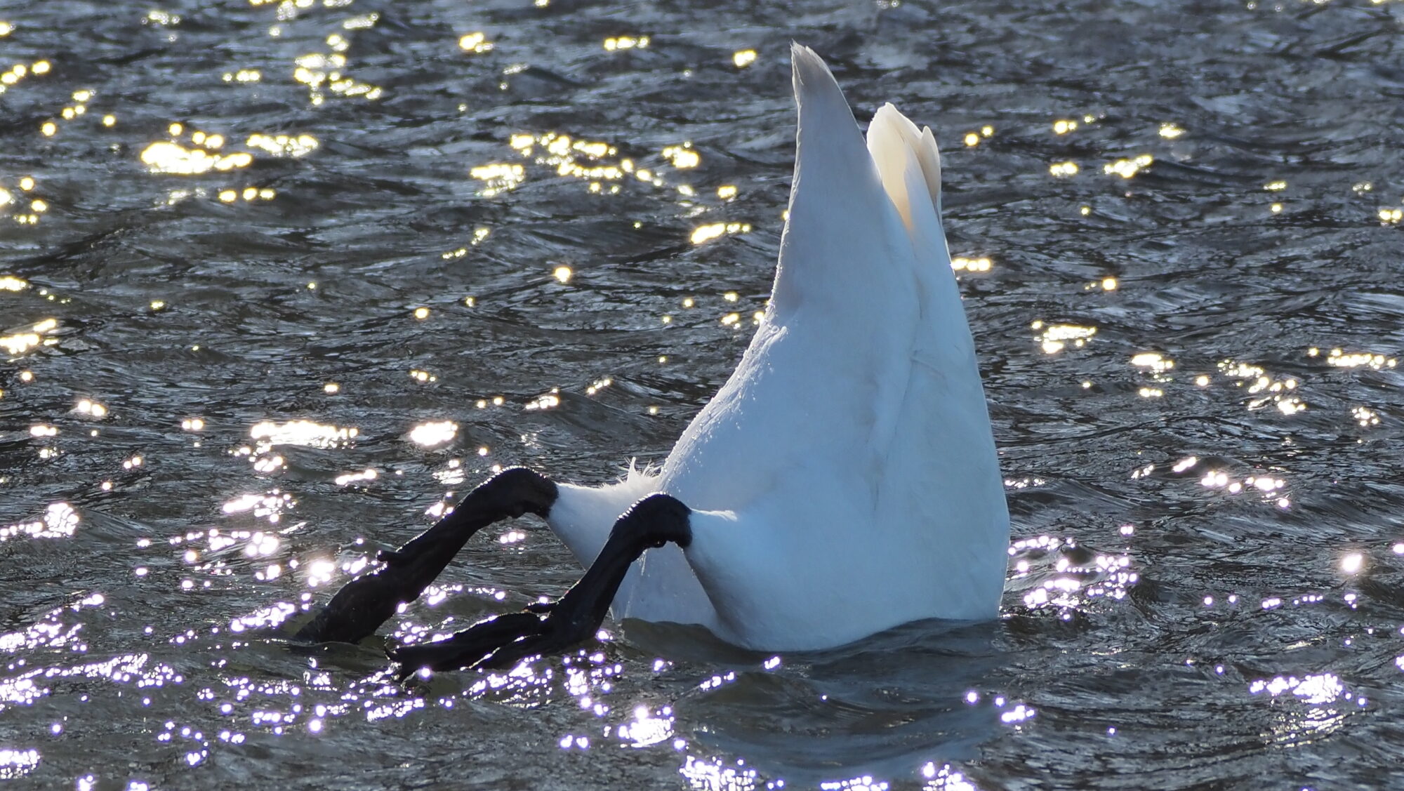 Valokuvaaja: Arja Valtonen Valokuvaaja: Arja Valtonen