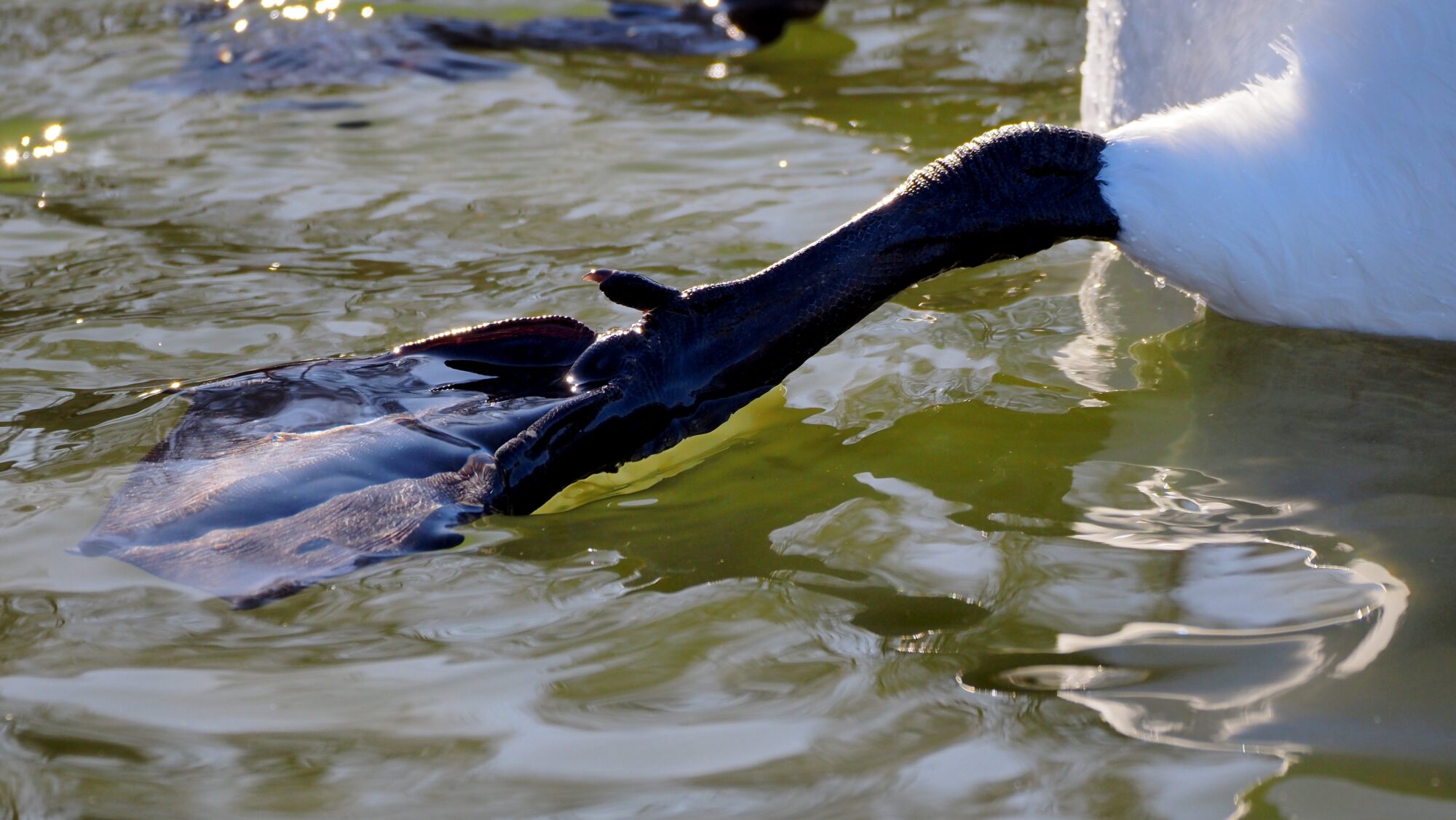 Valokuvaaja: Arja Valtonen Valokuvaaja: Arja Valtonen