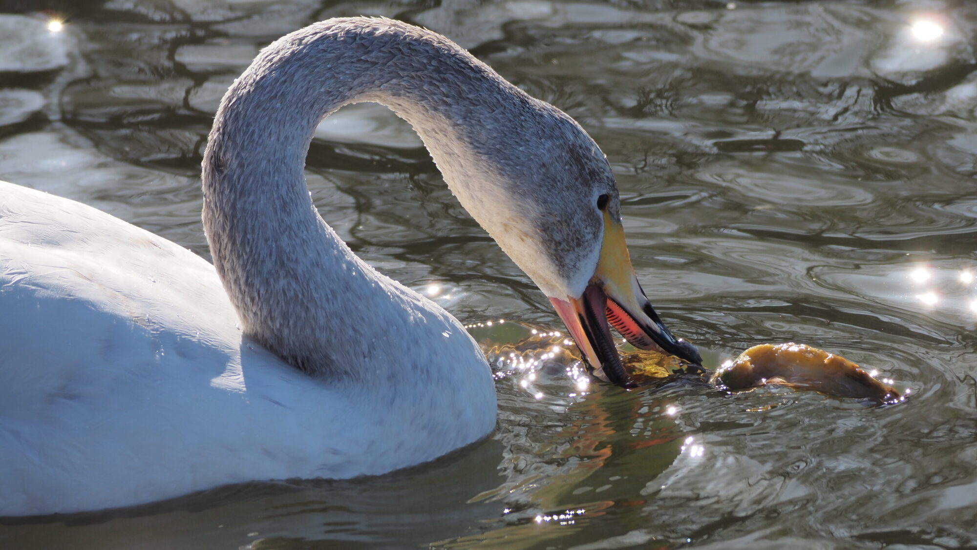 Valokuvaaja: Arja Valtonen Valokuvaaja: Arja Valtonen
