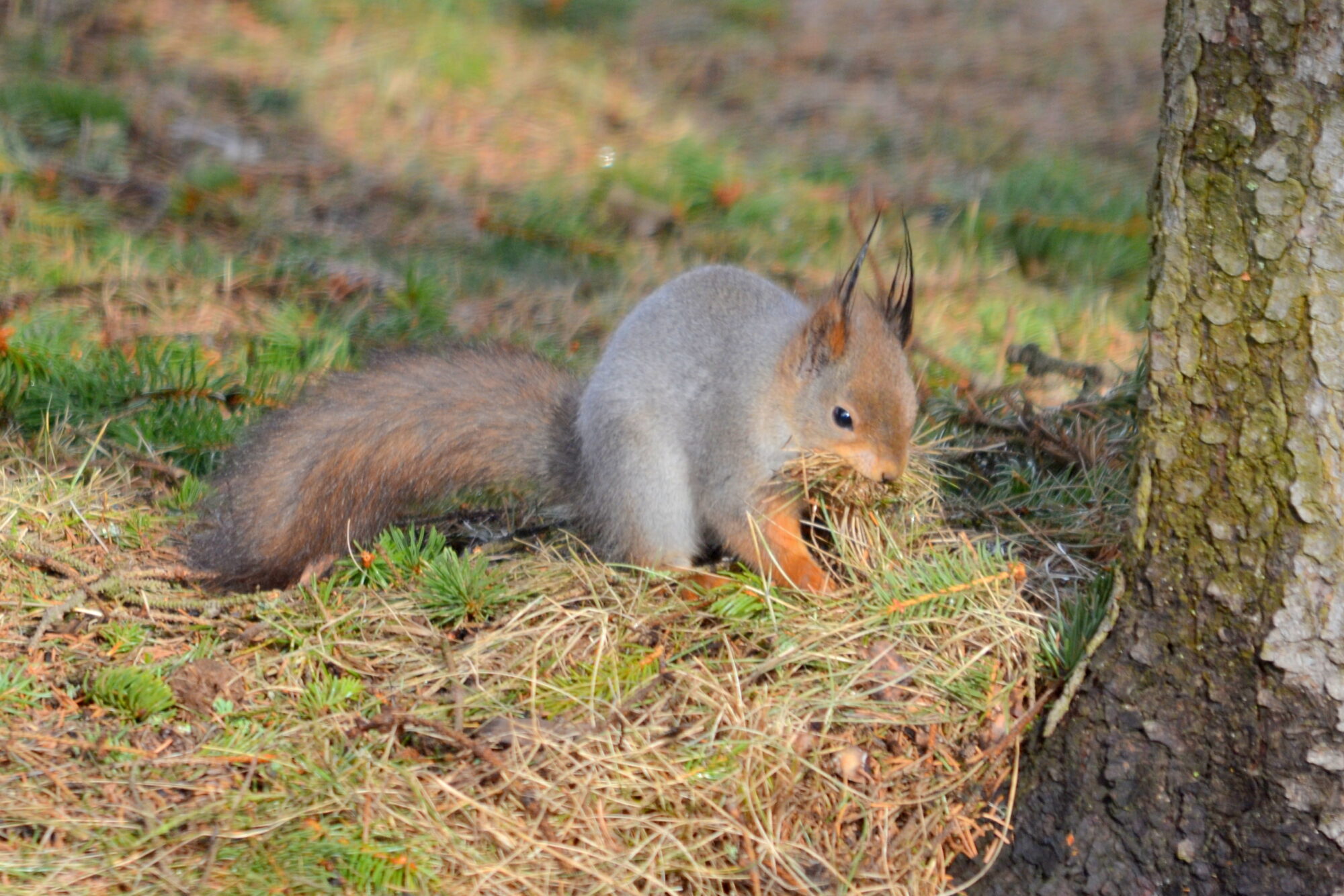 Valokuvaaja: Kaarlo Asikainen