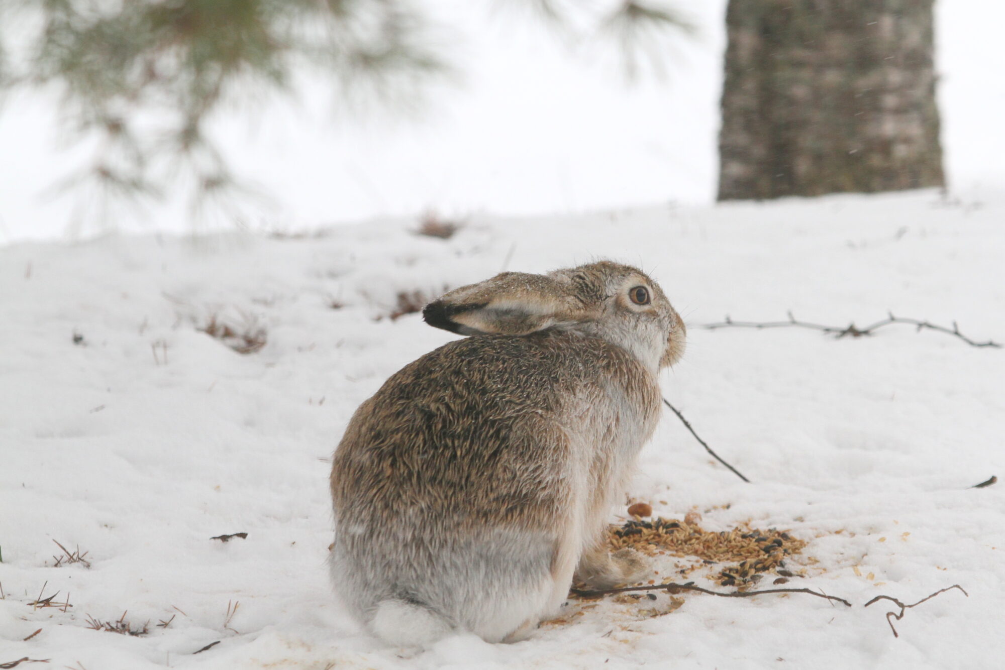 Valokuvaaja: Kaarlo Asikainen Valokuvaaja: Kaarlo Asikainen