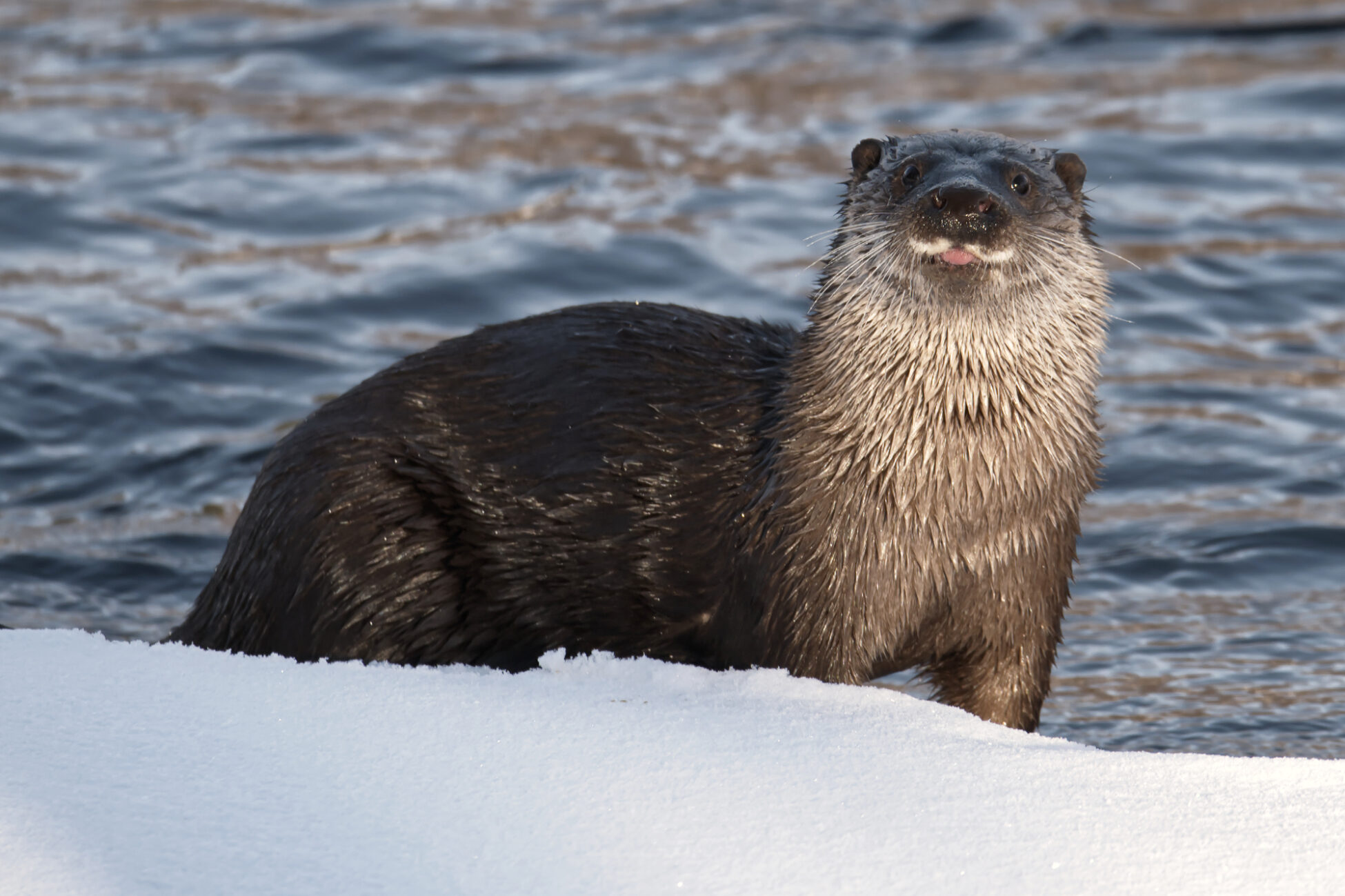 Valokuvaaja: Päivi Mustonen Valokuvaaja: Päivi Mustonen