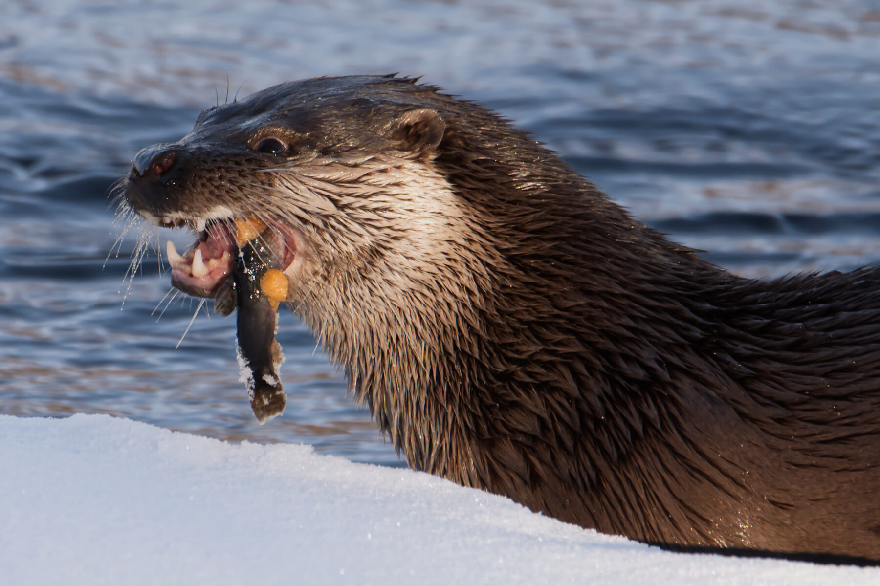 Valokuvaaja: Päivi Mustonen Valokuvaaja: Päivi Mustonen