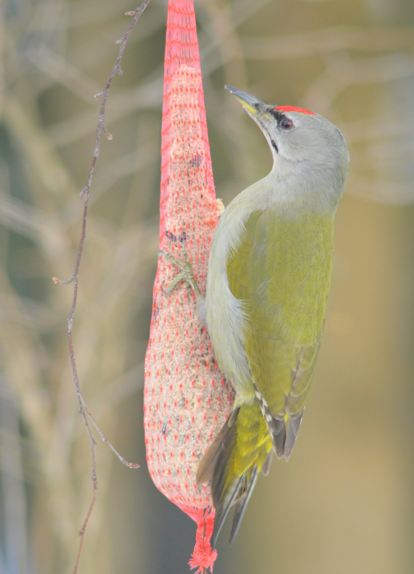Valokuvaaja: Kaarlo Asikainen Valokuvaaja: Kaarlo Asikainen