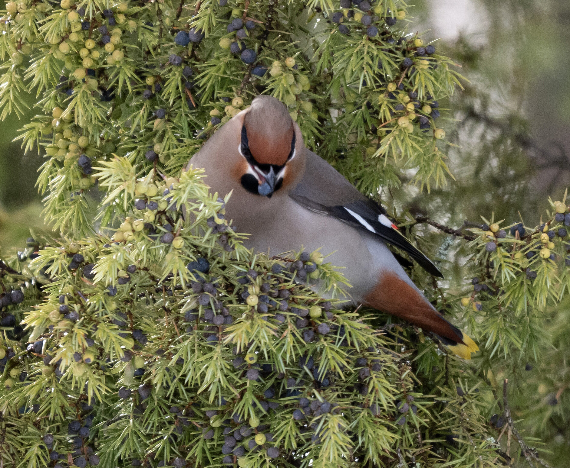 Valokuvaaja: Matti Manninen