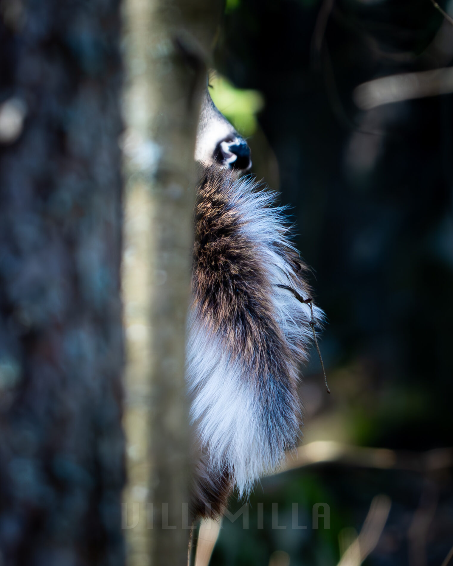 Valokuvaaja: Milla Rannila Valokuvaaja: Milla Rannila