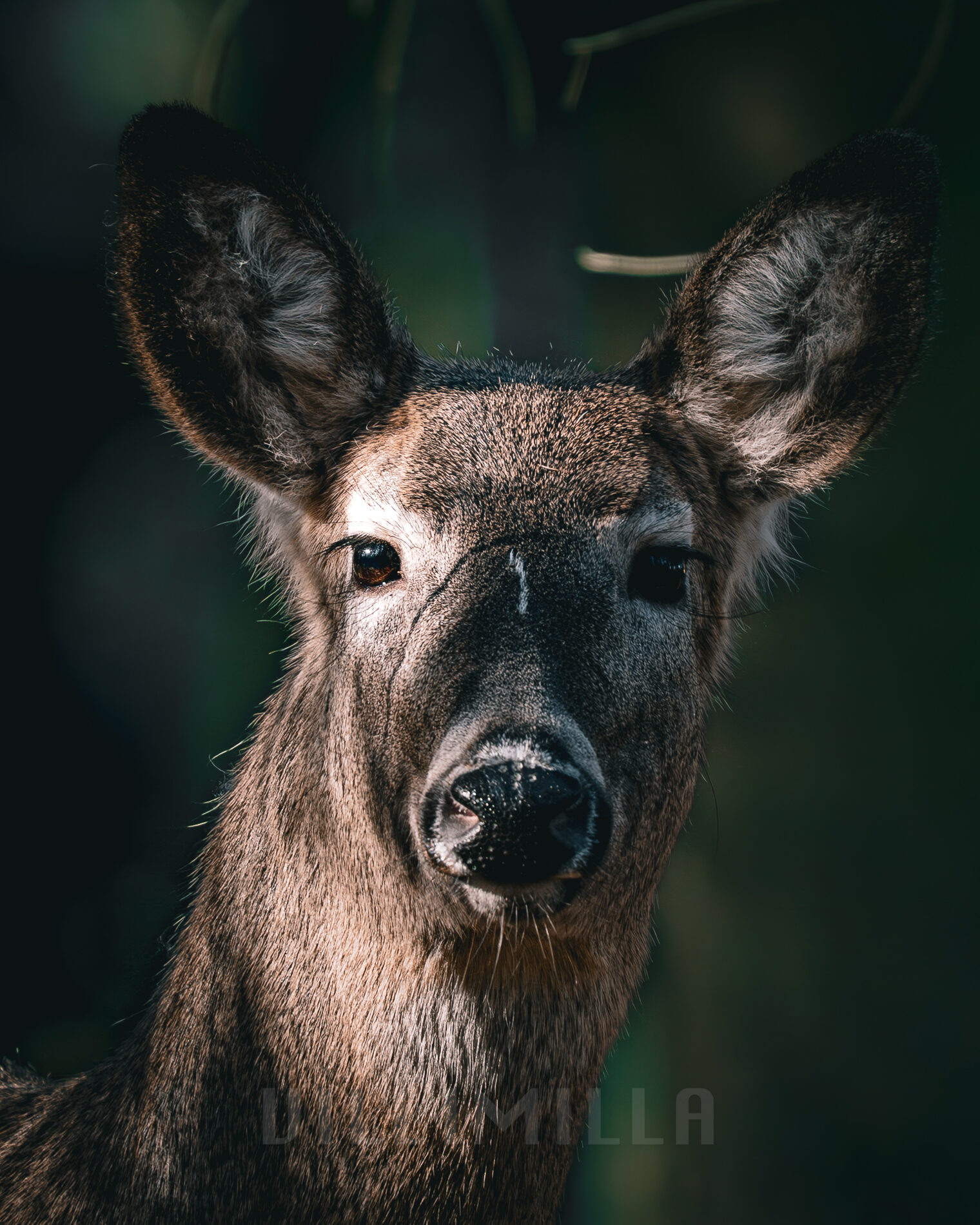 Valokuvaaja: Milla Rannila Valokuvaaja: Milla Rannila