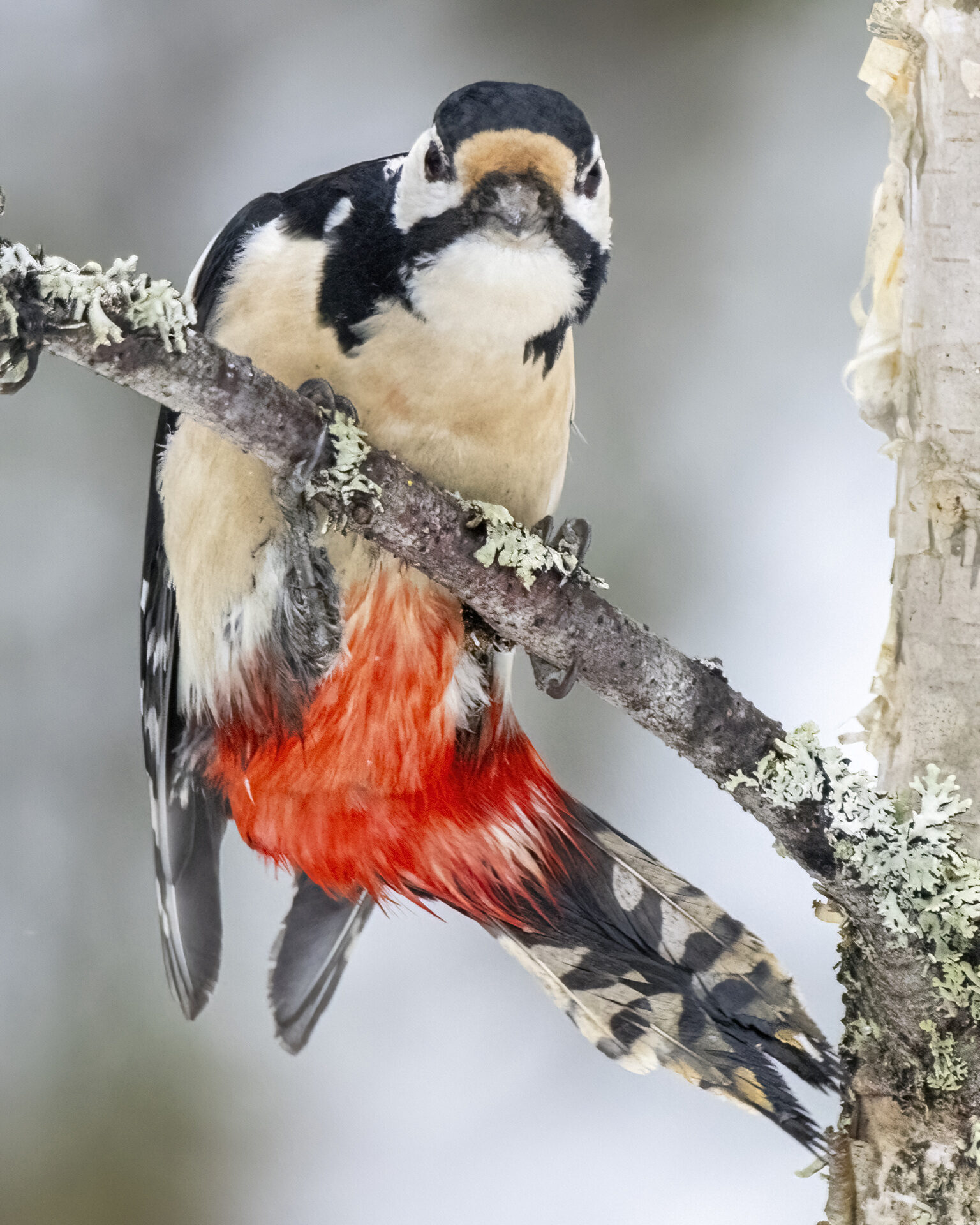 Valokuvaaja: Hannu Tikkanen