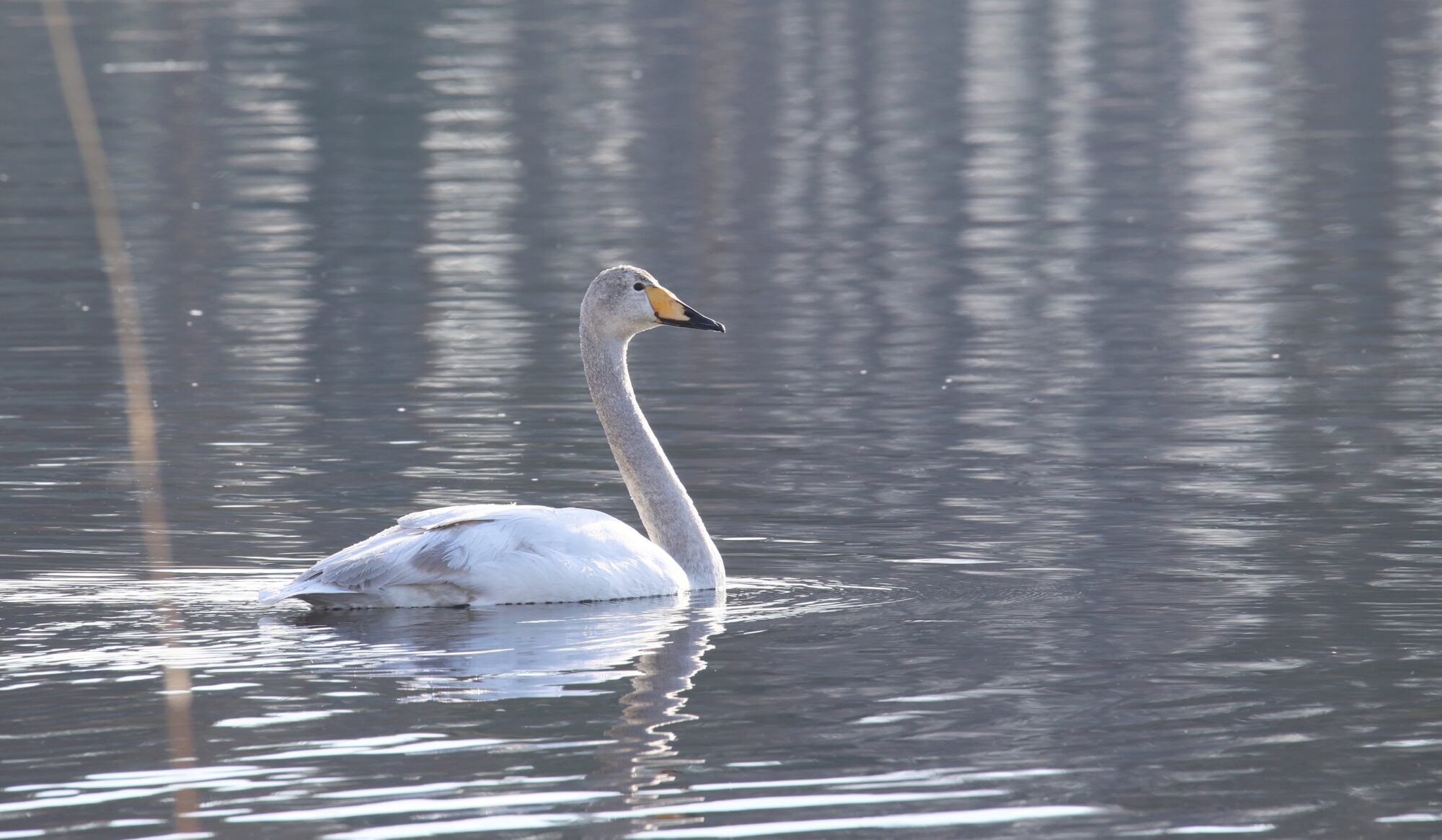 Valokuvaaja: Jaana Saarelainen Valokuvaaja: Jaana Saarelainen