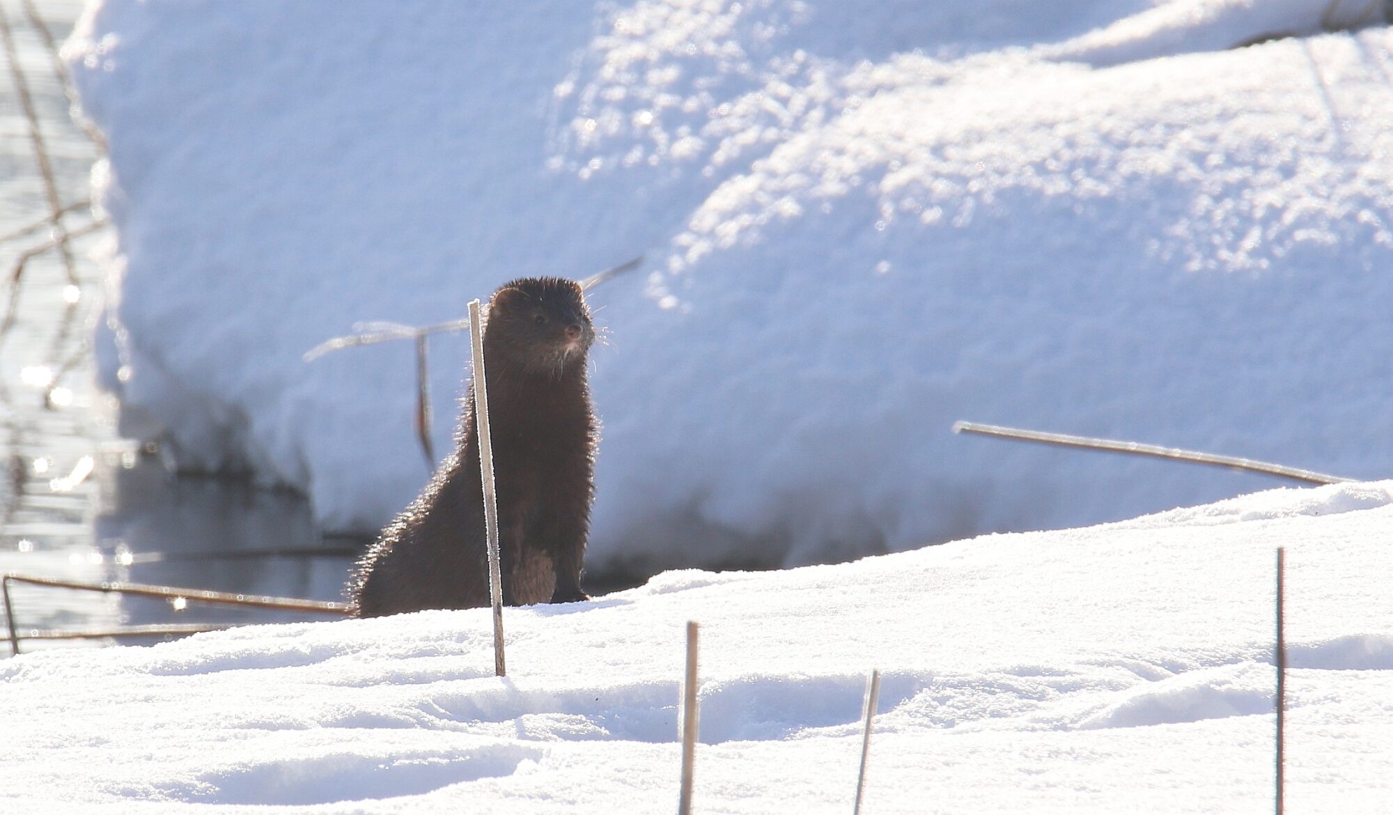 Valokuvaaja: Jaana Saarelainen Valokuvaaja: Jaana Saarelainen