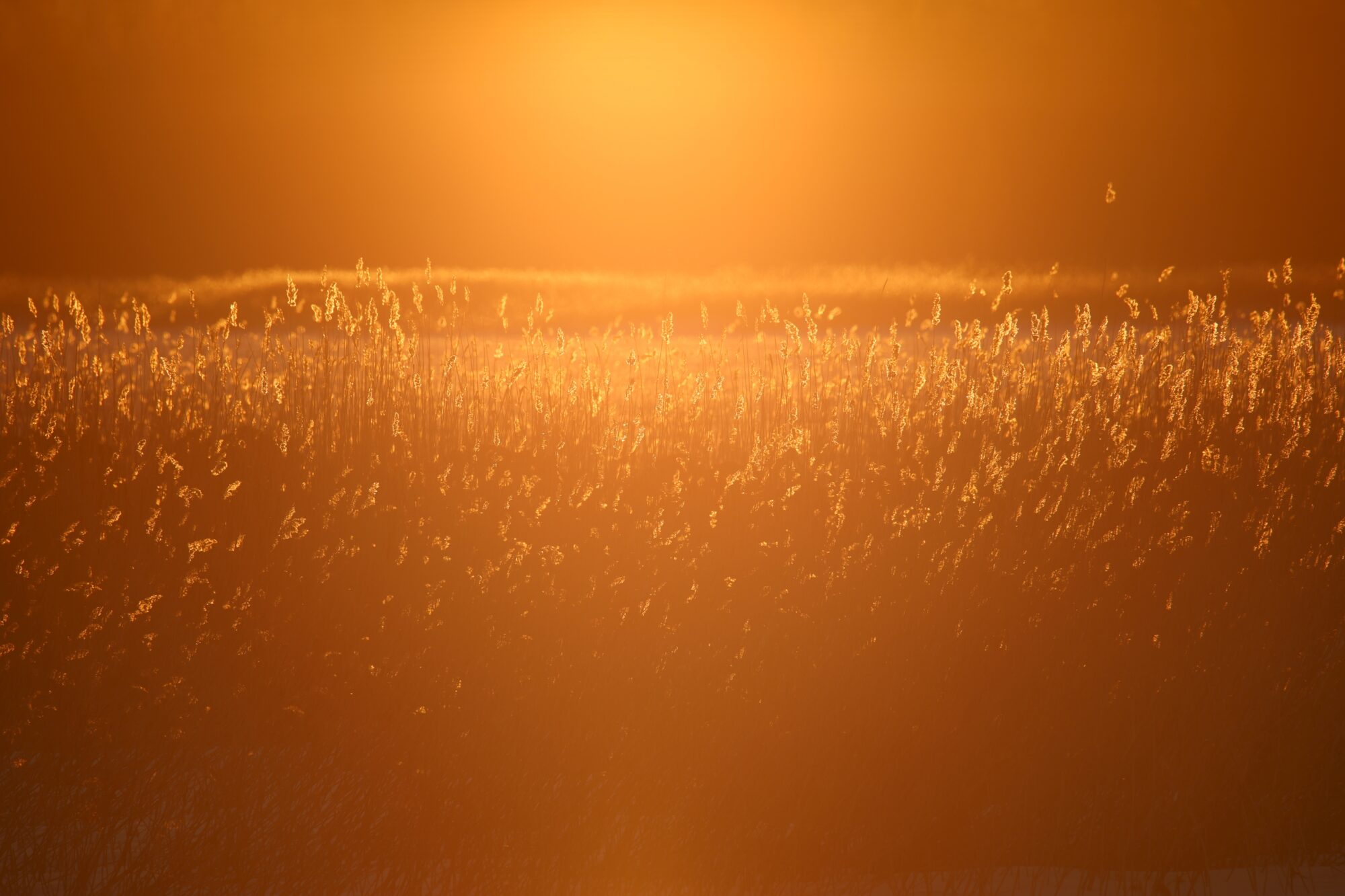 Valokuvaaja: Jaana Saarelainen