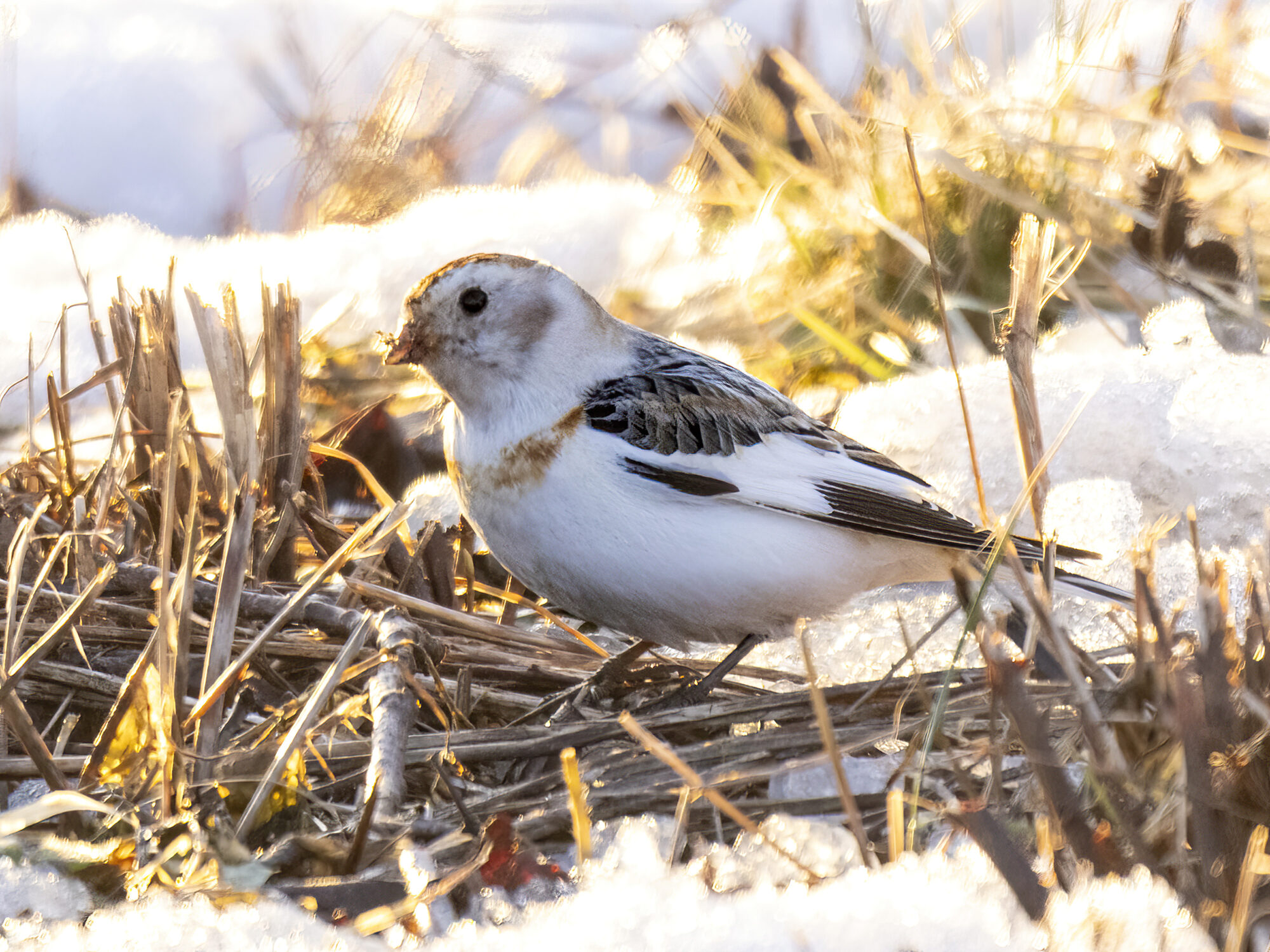 Valokuvaaja: Hannu Tikkanen Valokuvaaja: Hannu Tikkanen