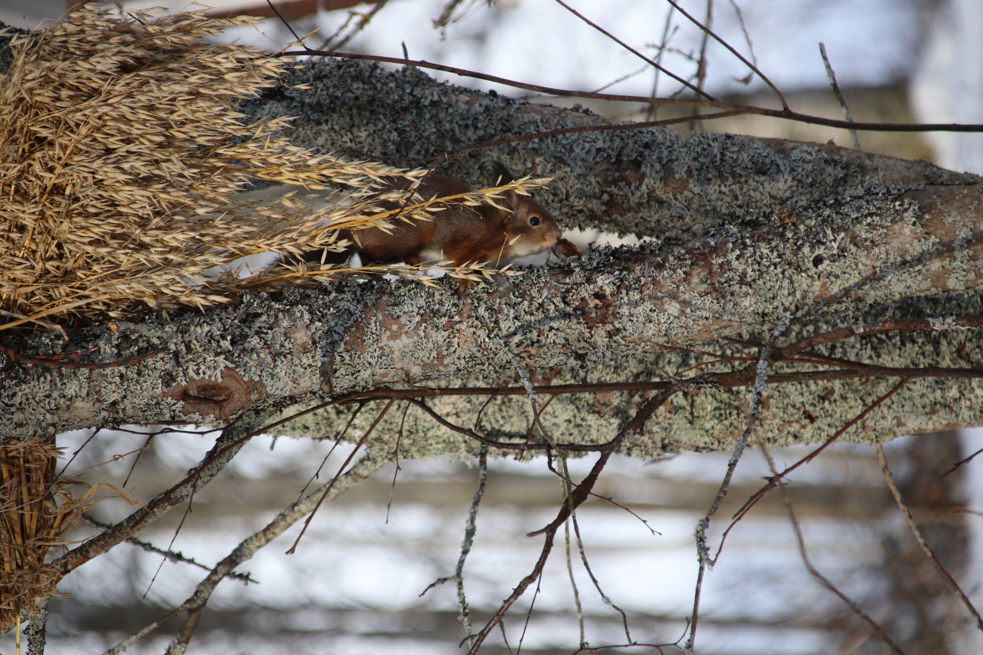 Valokuvaaja: Helena Sytelä Valokuvaaja: Helena Sytelä