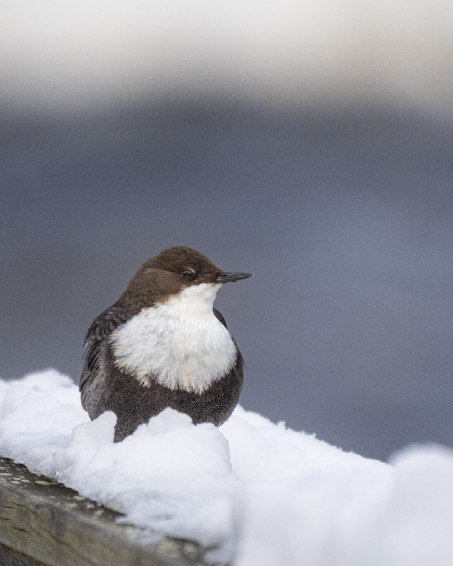 Valokuvaaja: Hannu Tikkanen Valokuvaaja: Hannu Tikkanen