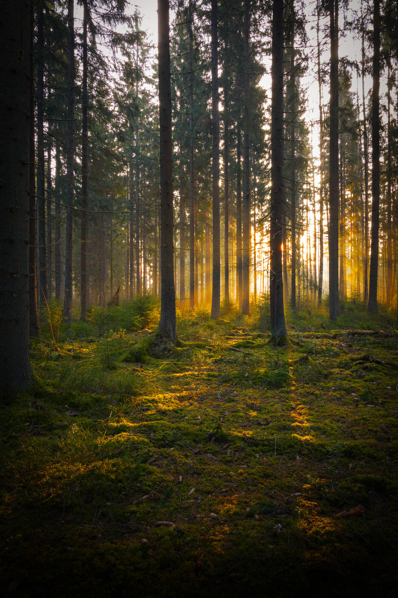 Valokuvaaja: Jarmo Suonkanta