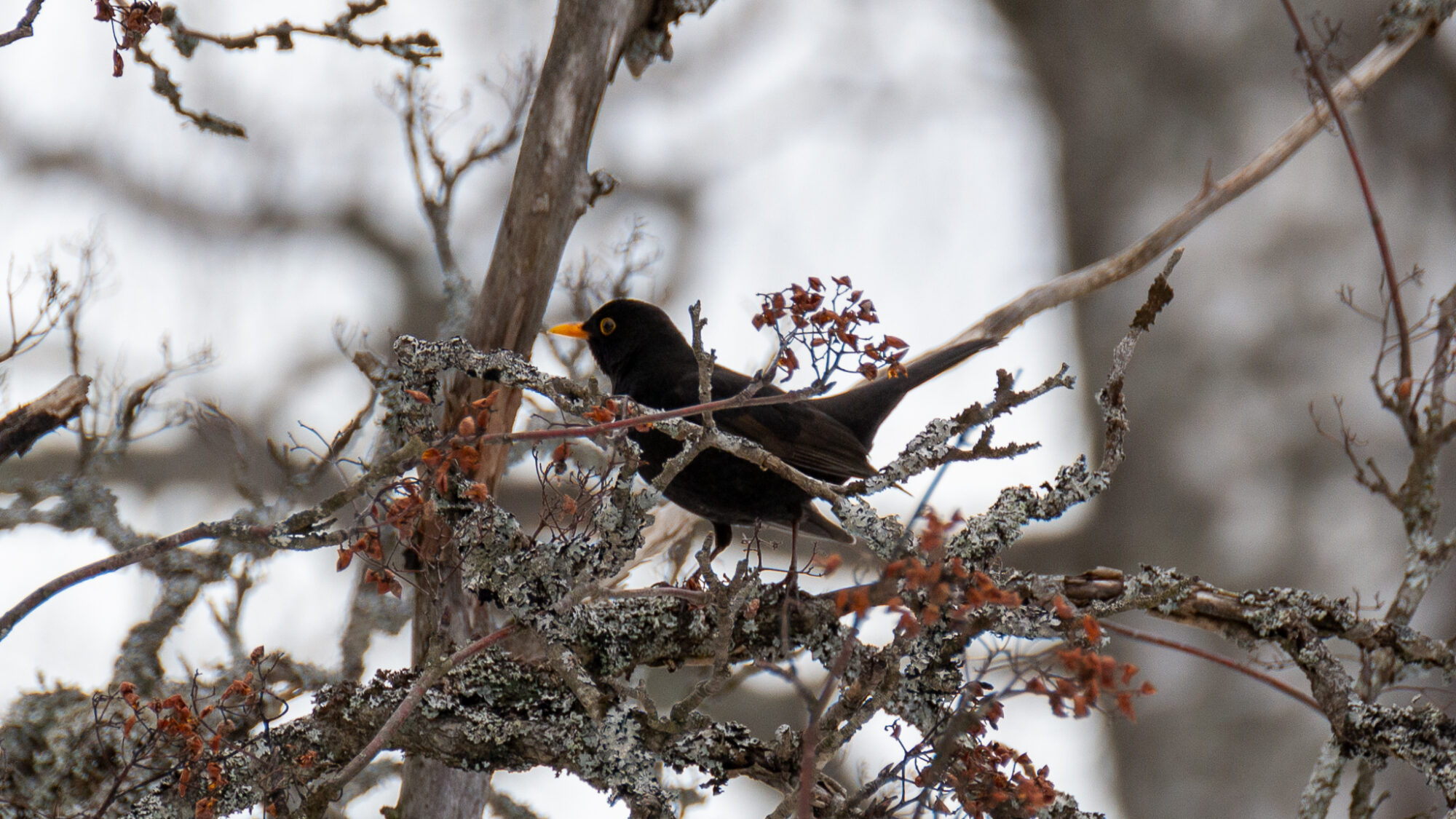 Valokuvaaja: Helena Minkkilä