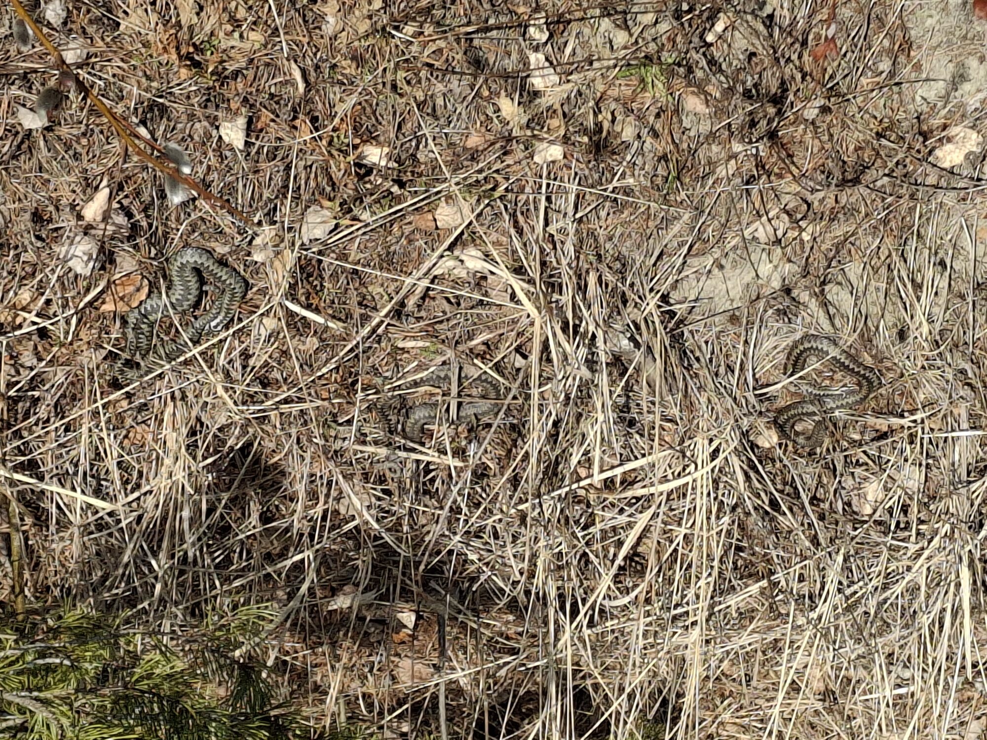 Valokuvaaja: Satu Suuntala