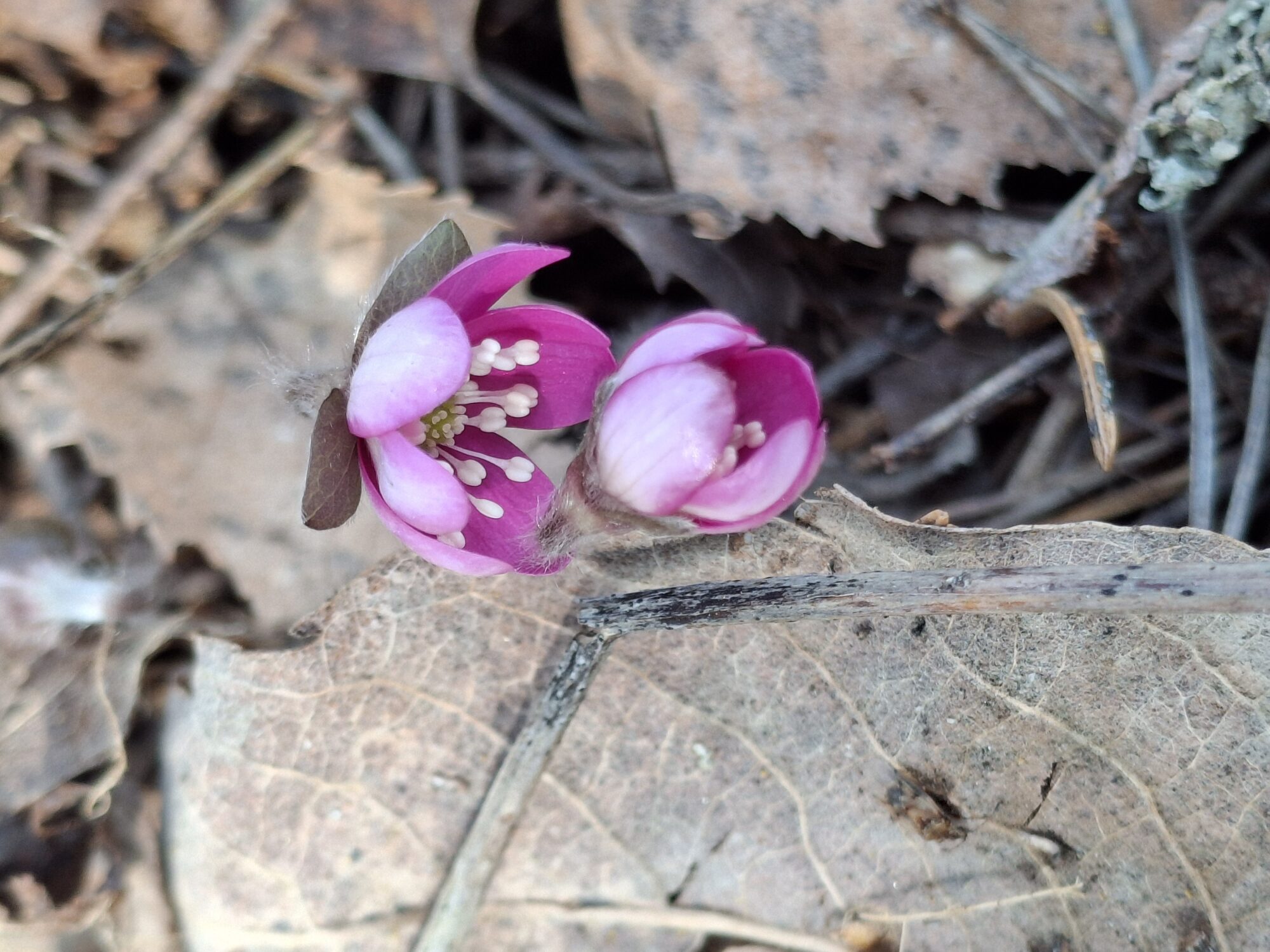 Valokuvaaja: Satu Suuntala