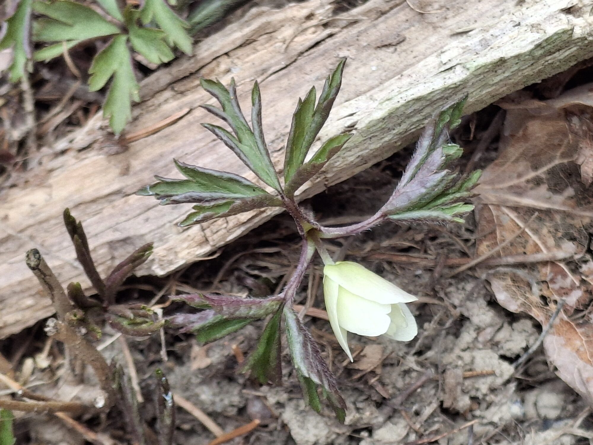 Valokuvaaja: Satu Suuntala