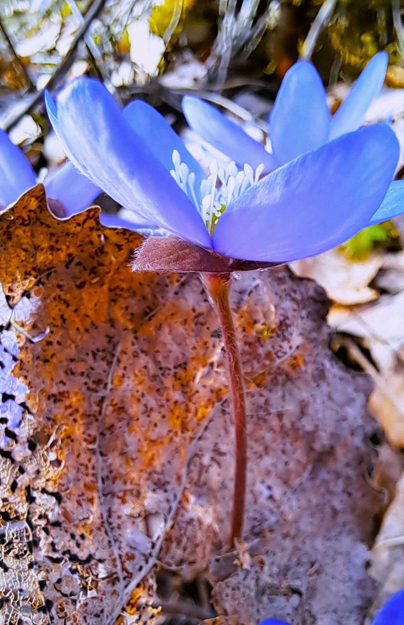 Valokuvaaja: Irja Lehtinen