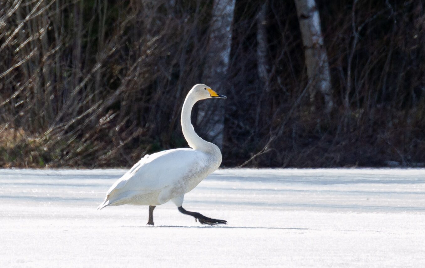 Valokuvaaja: Helena Minkkilä
