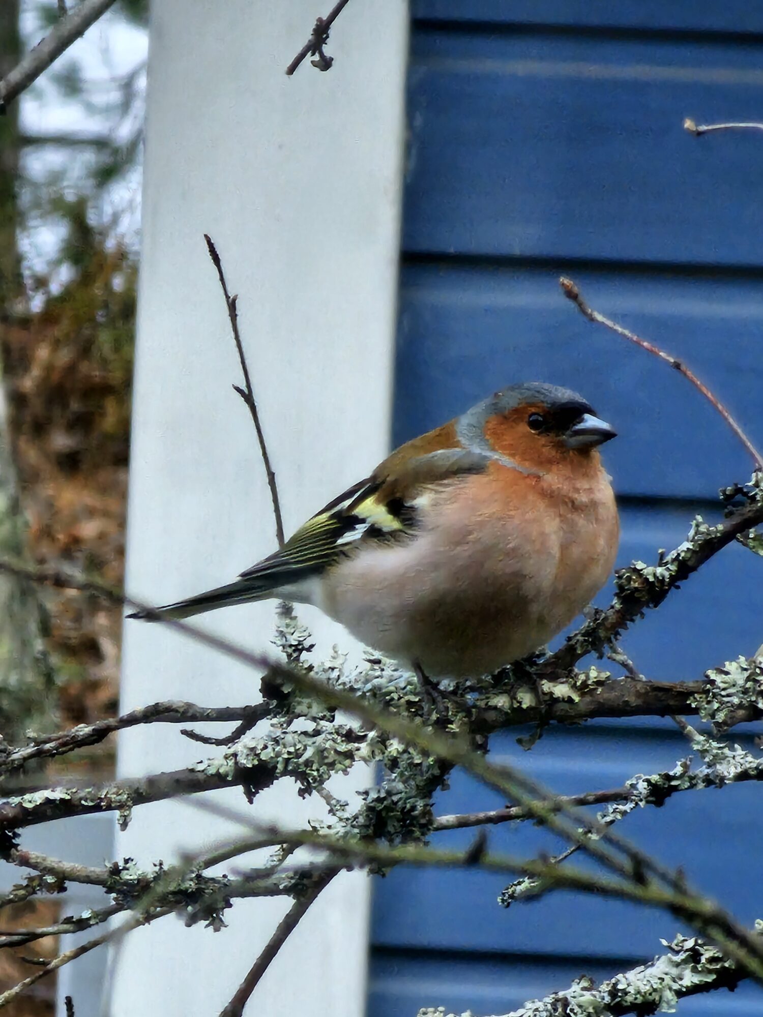 Valokuvaaja: Koskela-Lahtinen Marja-Liisa