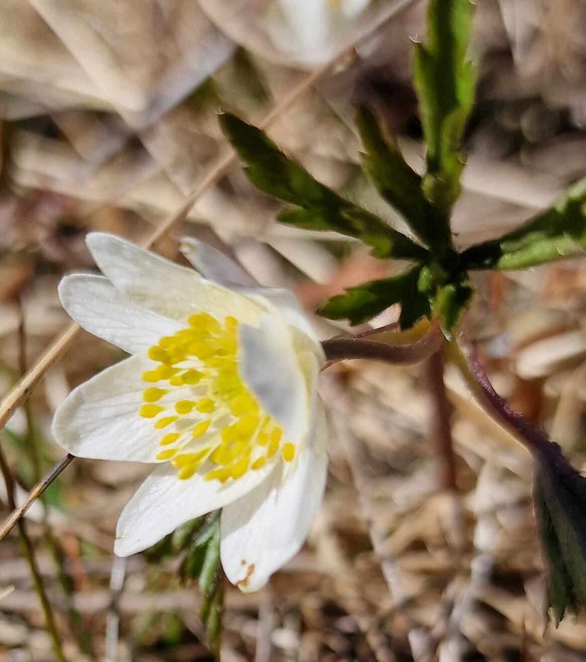 Valokuvaaja: Hanna Rönty Valokuvaaja: Hanna Rönty