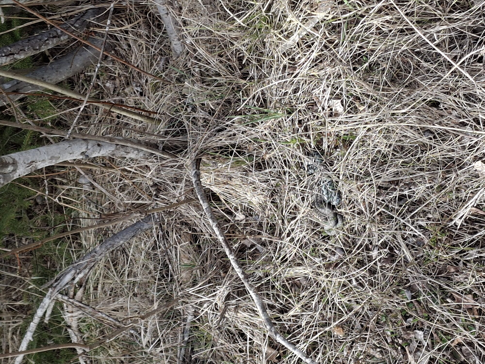 Valokuvaaja: Satu Suuntala Valokuvaaja: Satu Suuntala