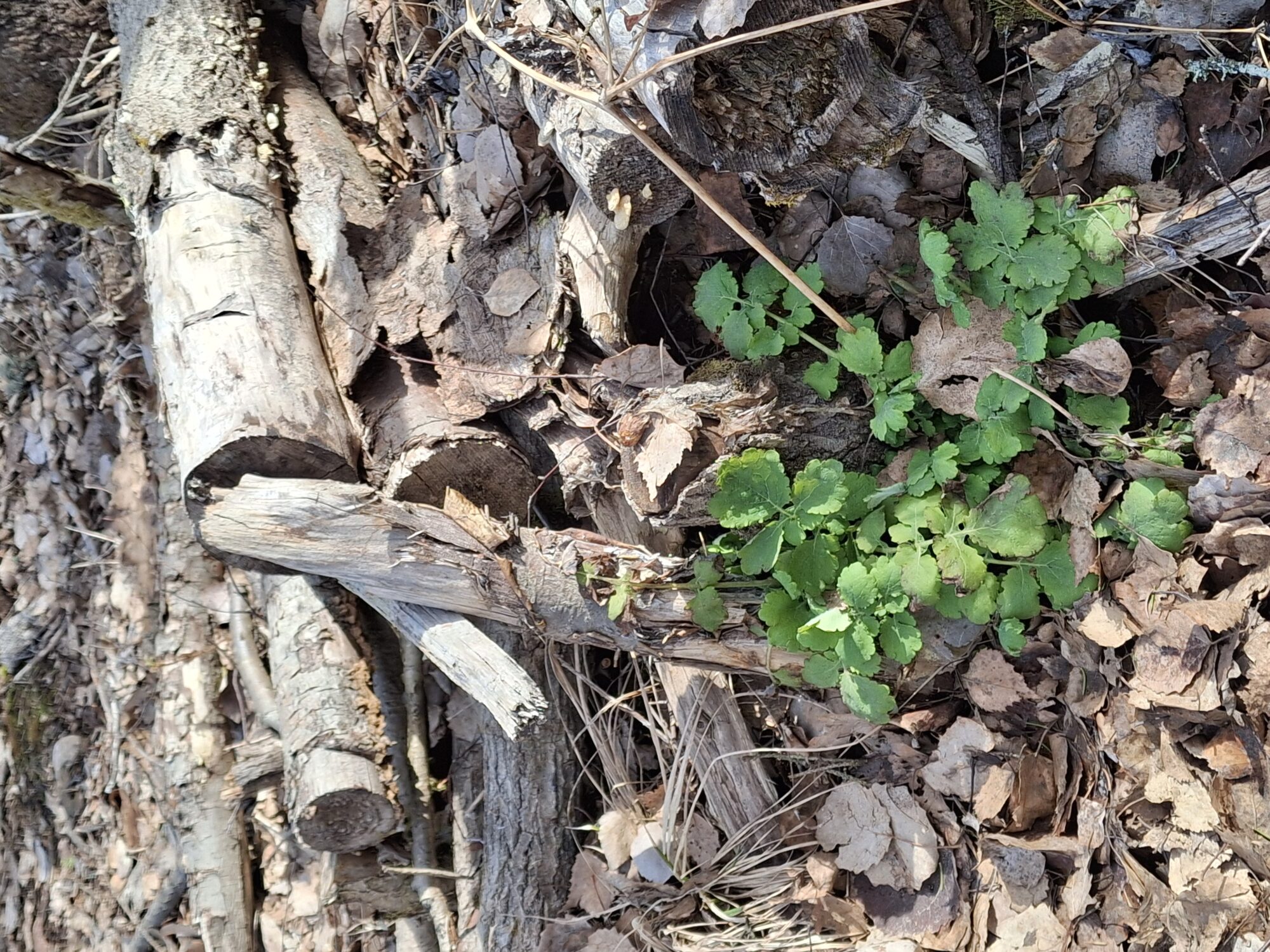 Valokuvaaja: Satu Suuntala