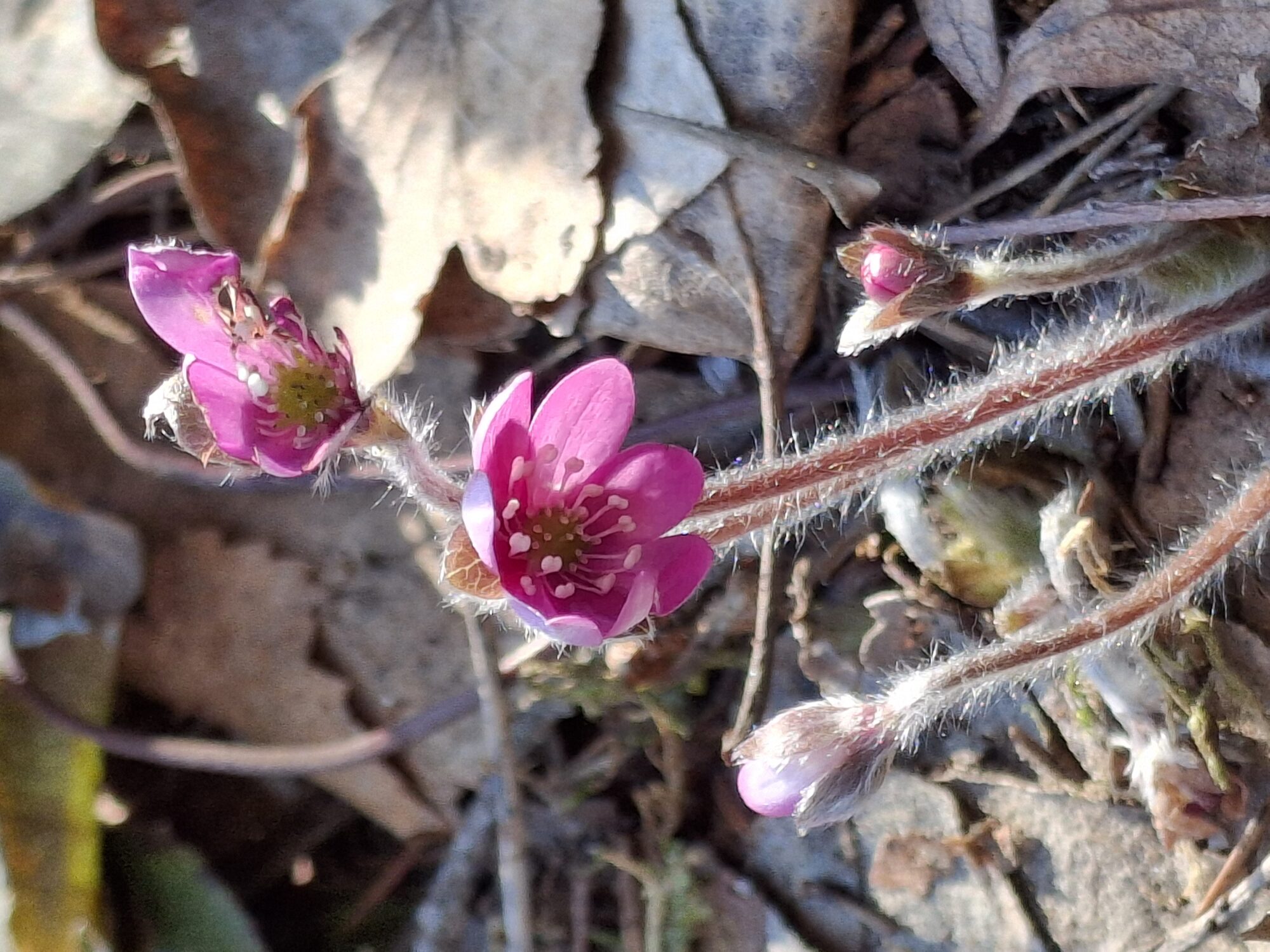 Valokuvaaja: Satu Suuntala