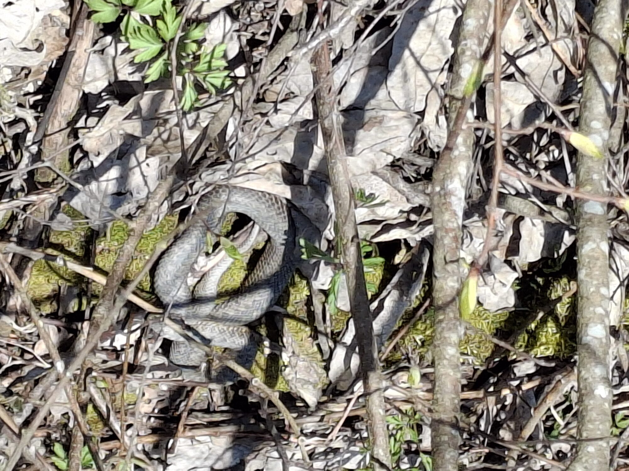 Valokuvaaja: Satu Suuntala