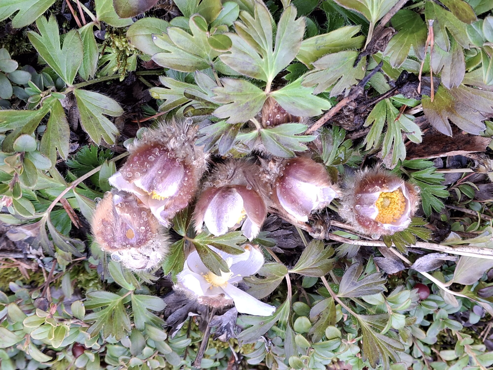 Valokuvaaja: Satu Suuntala