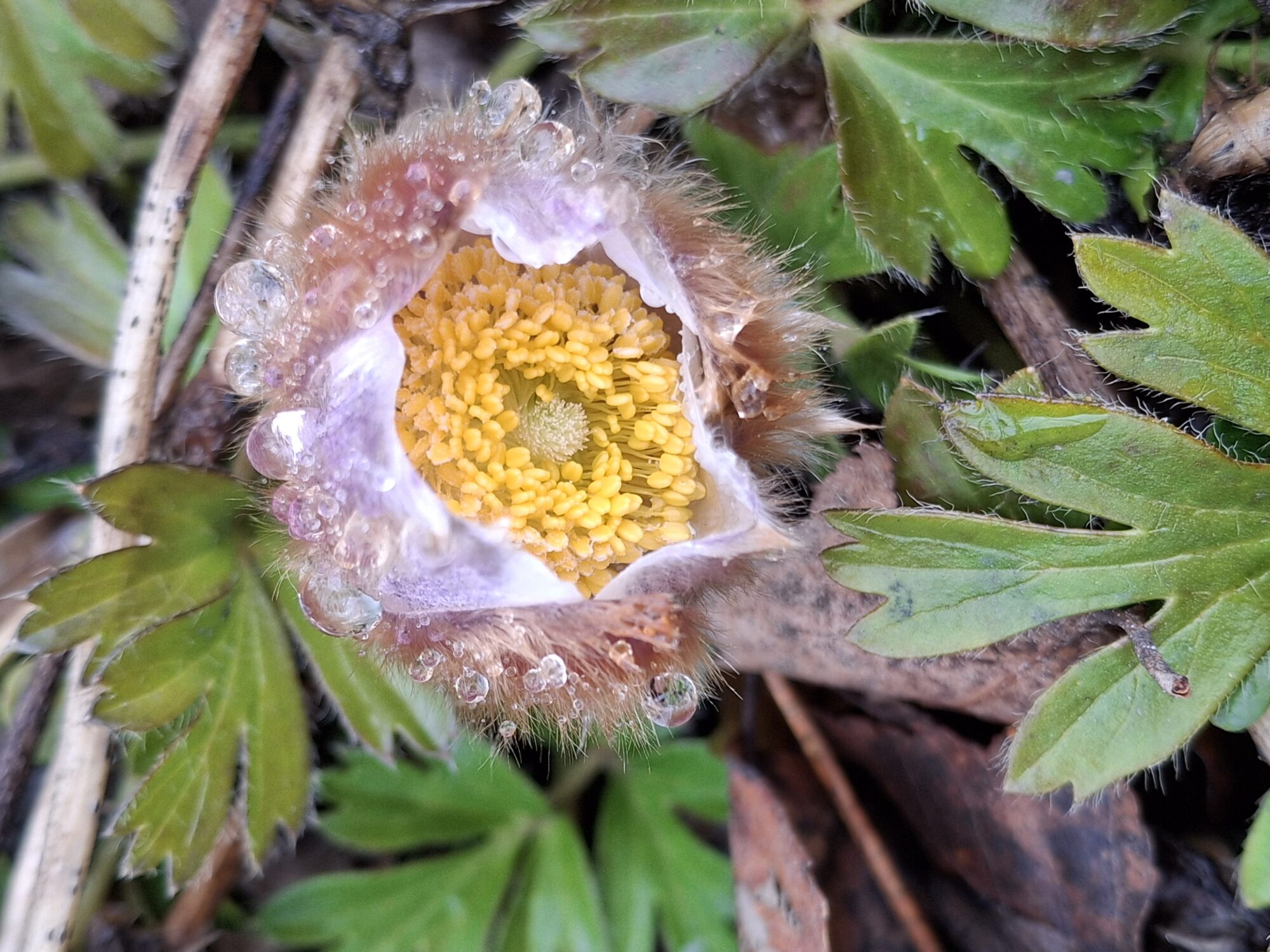 Valokuvaaja: Satu Suuntala