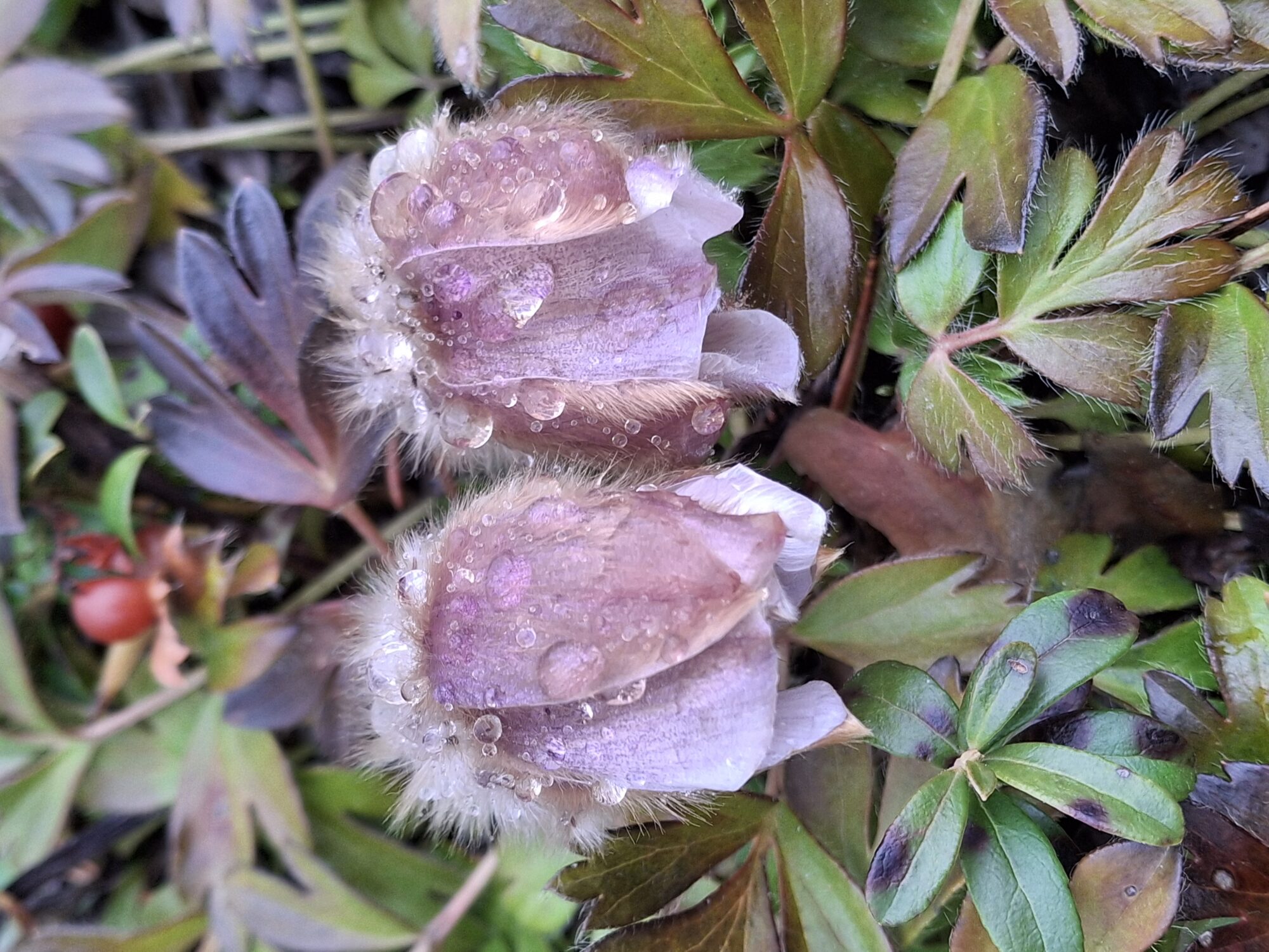 Valokuvaaja: Satu Suuntala