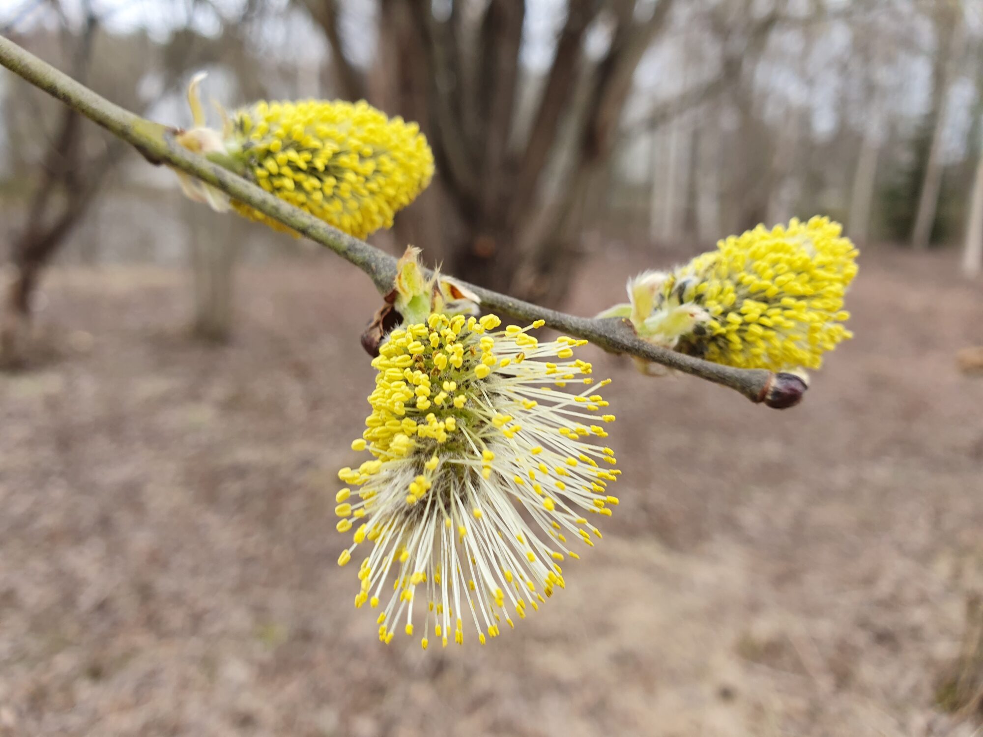 Valokuvaaja: Pirkko Tuulihovi