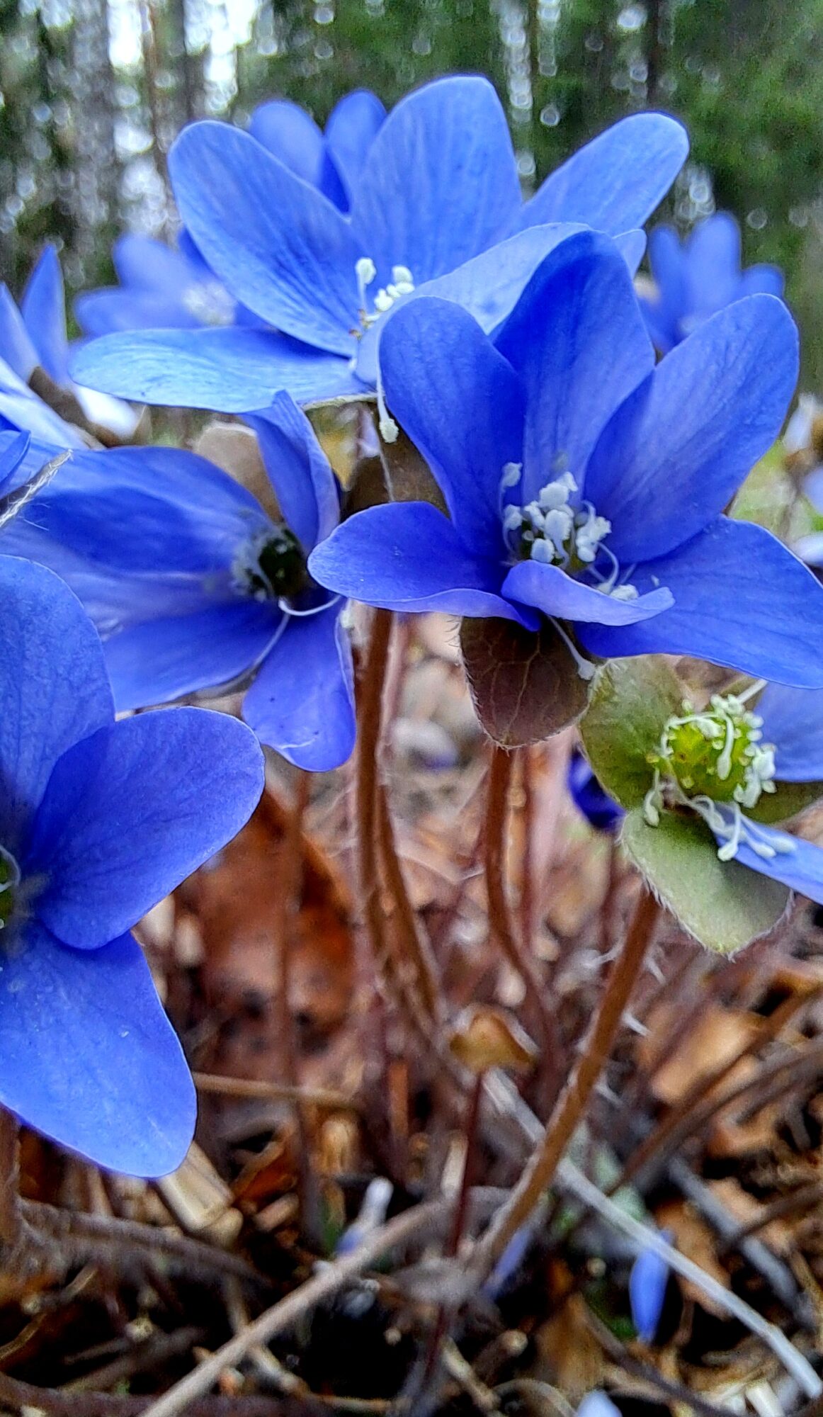 Valokuvaaja: Irja Lehtinen