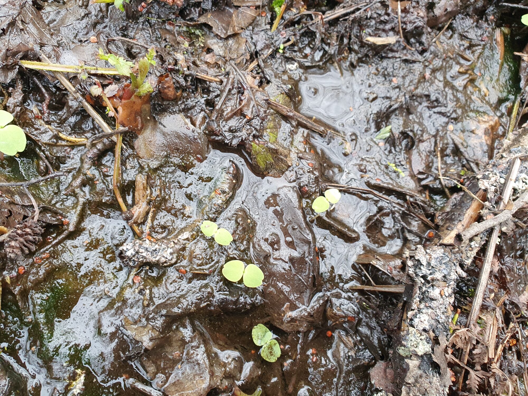 Valokuvaaja: Pirkko Tuulihovi