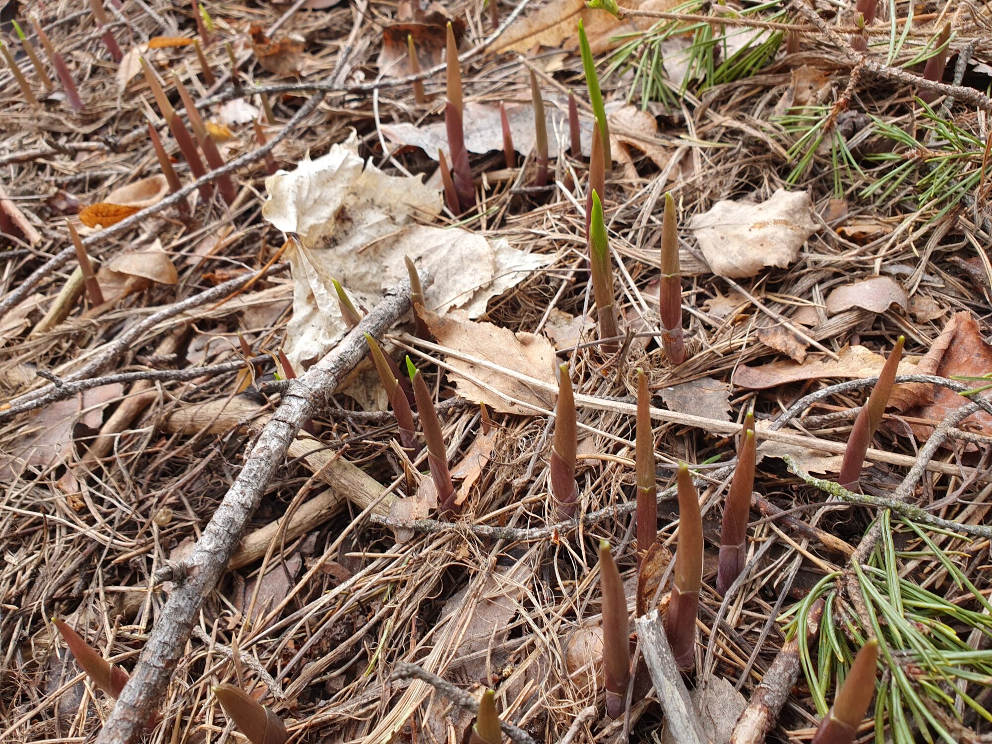 Valokuvaaja: Pirkko Tuulihovi