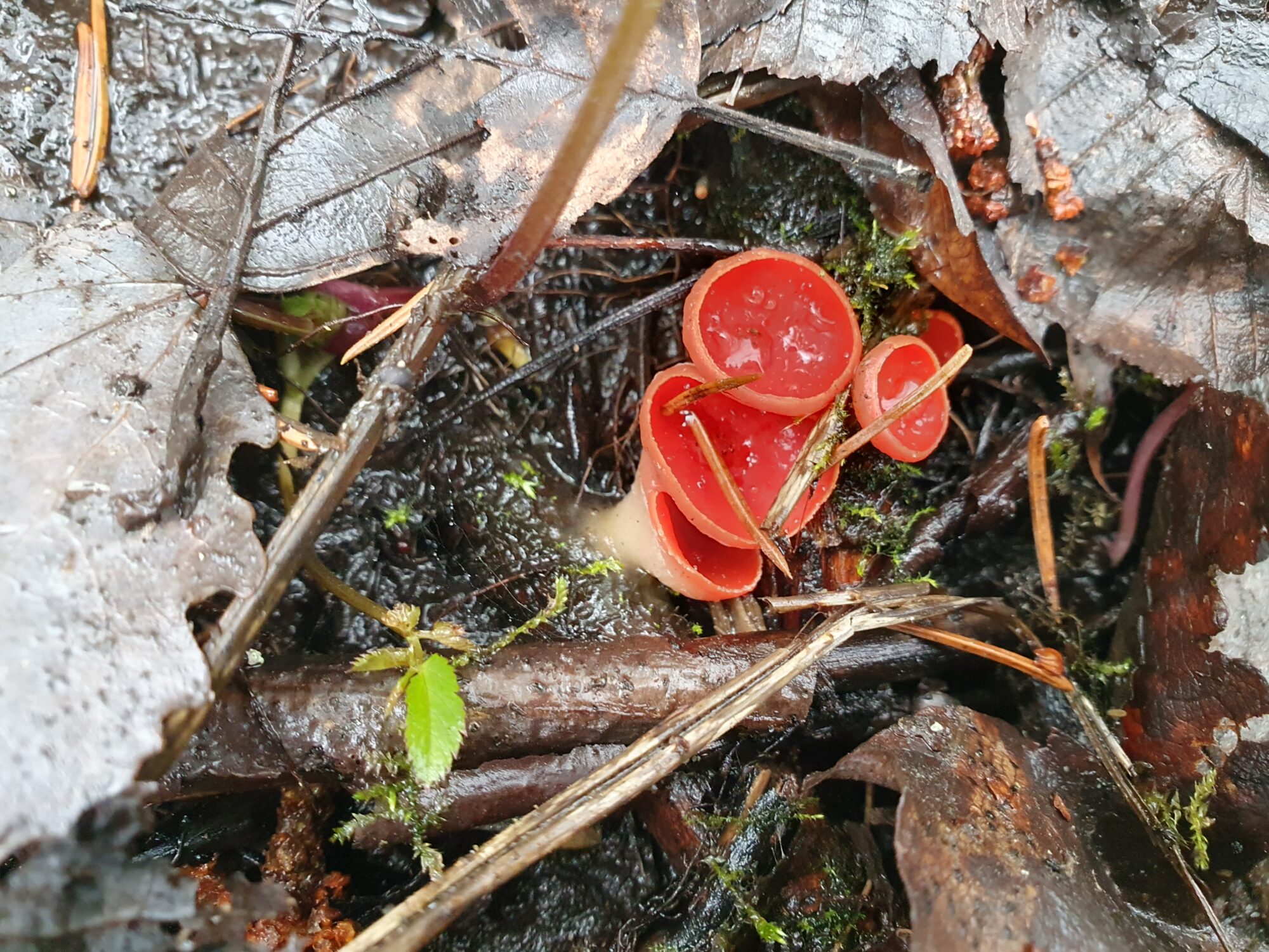 Valokuvaaja: Pirkko Tuulihovi