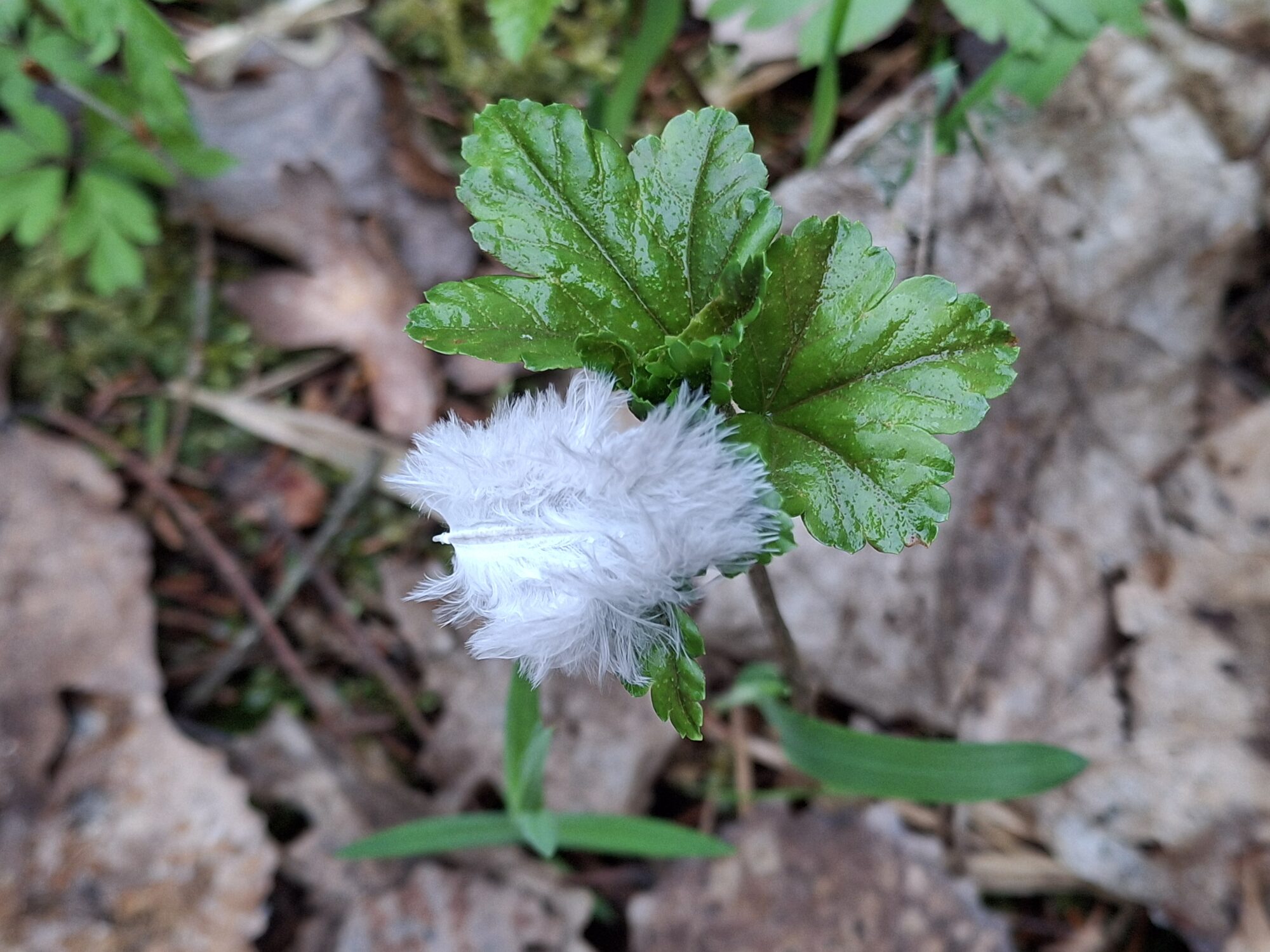 Valokuvaaja: Satu Suuntala