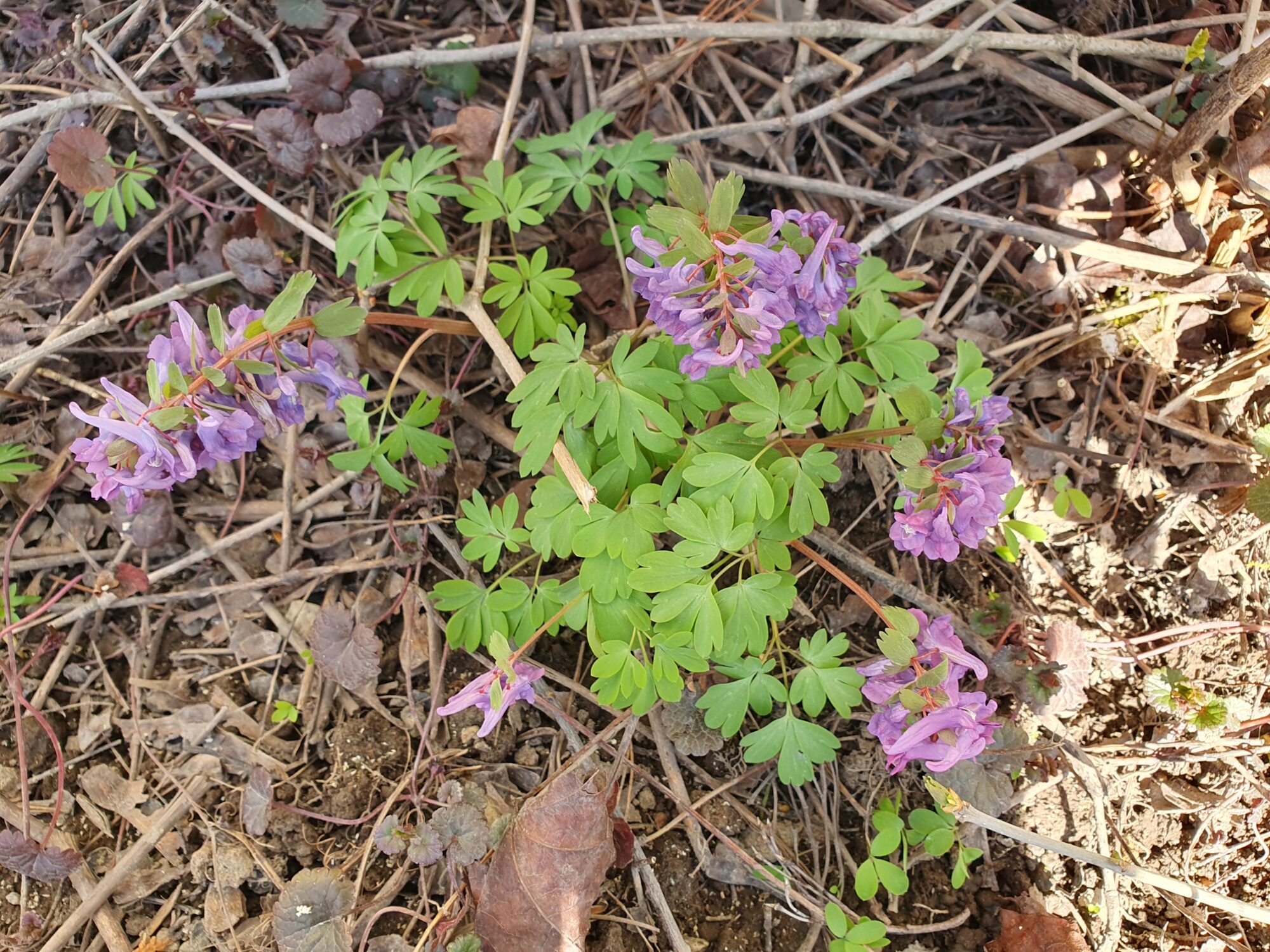 Valokuvaaja: Pirkko Tuulihovi