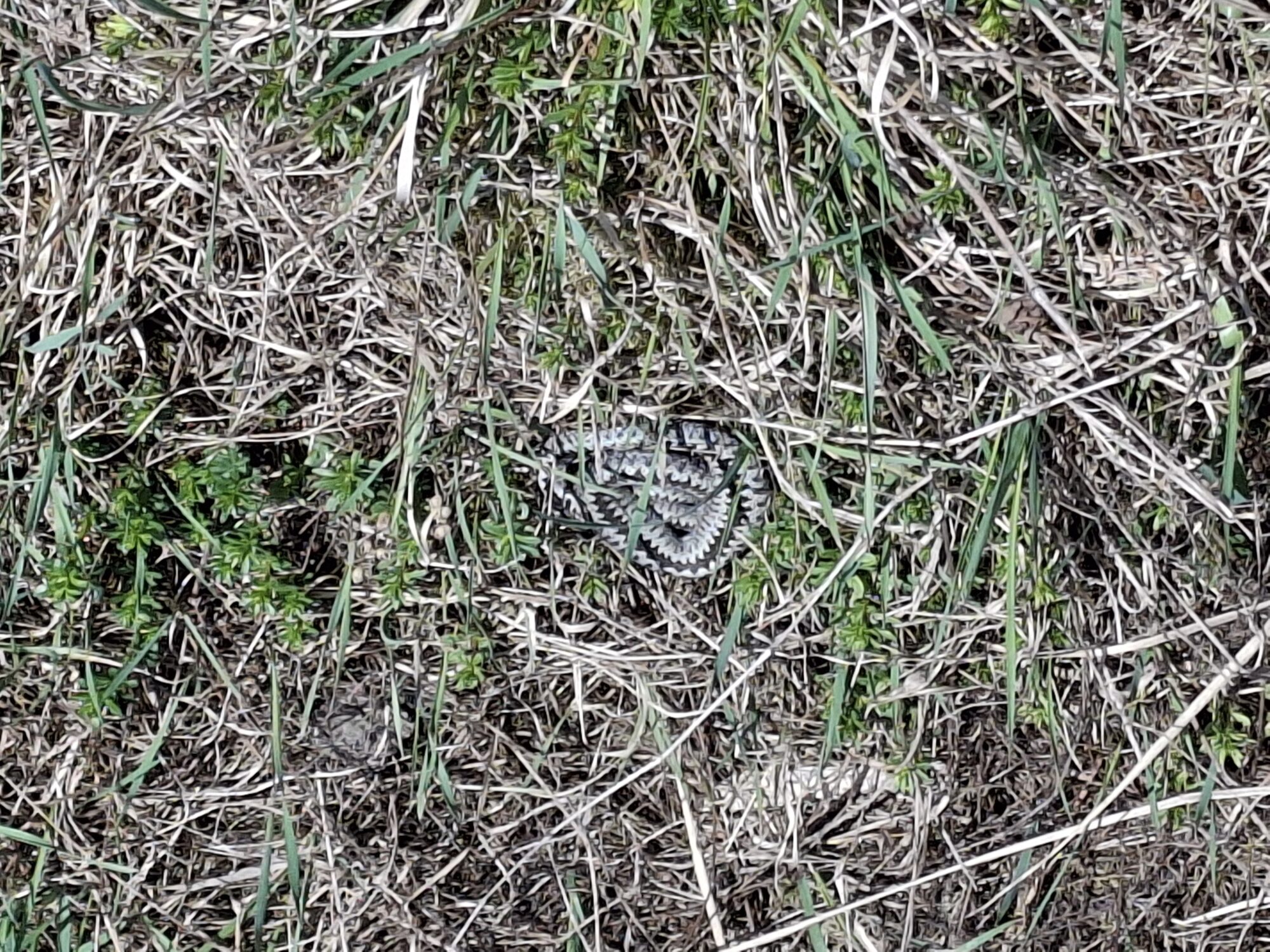 Valokuvaaja: Satu Suuntala