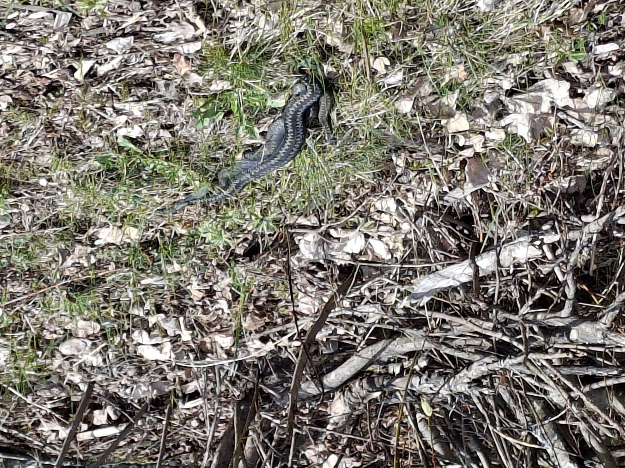 Valokuvaaja: Satu Suuntala