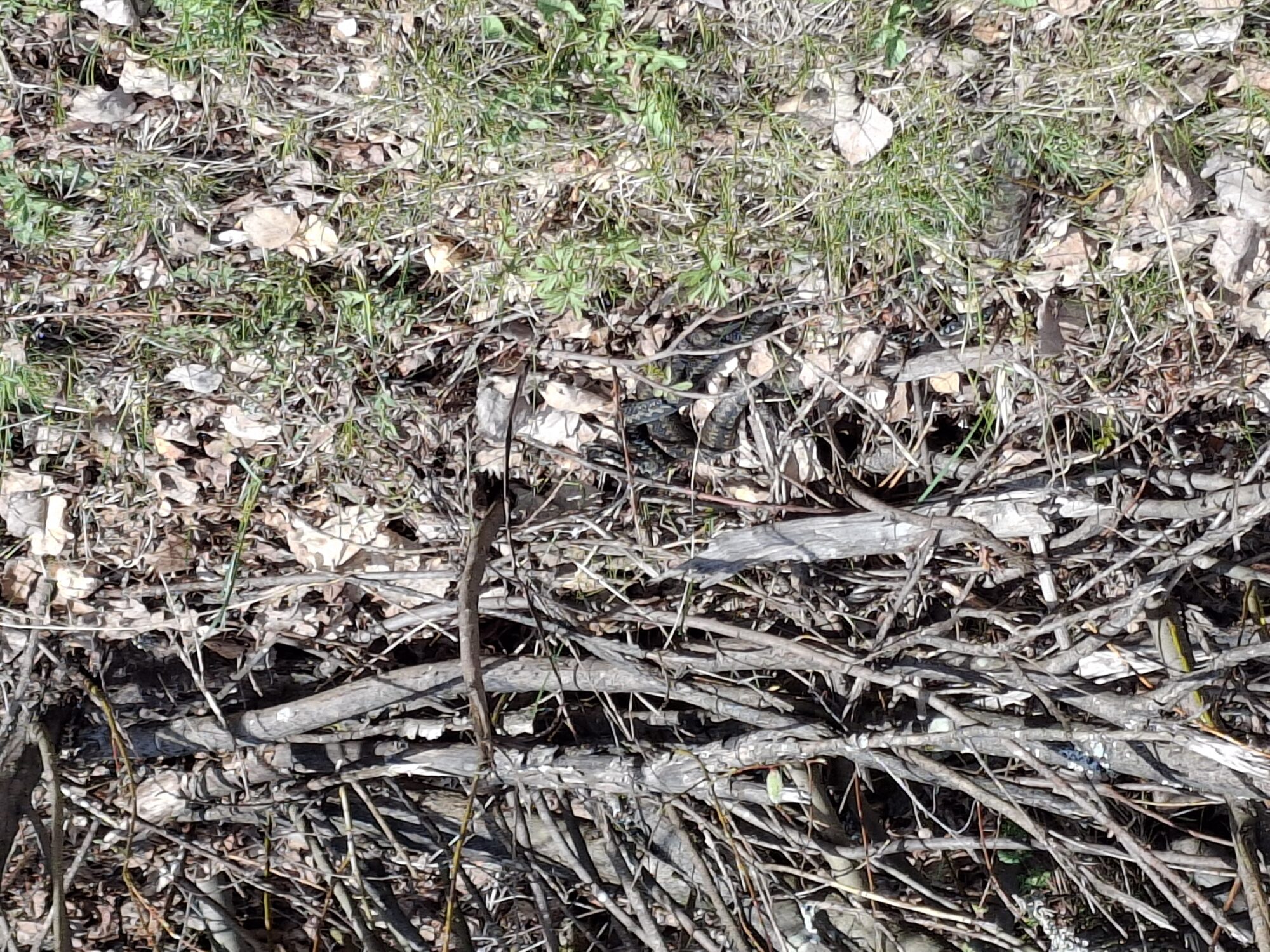 Valokuvaaja: Satu Suuntala