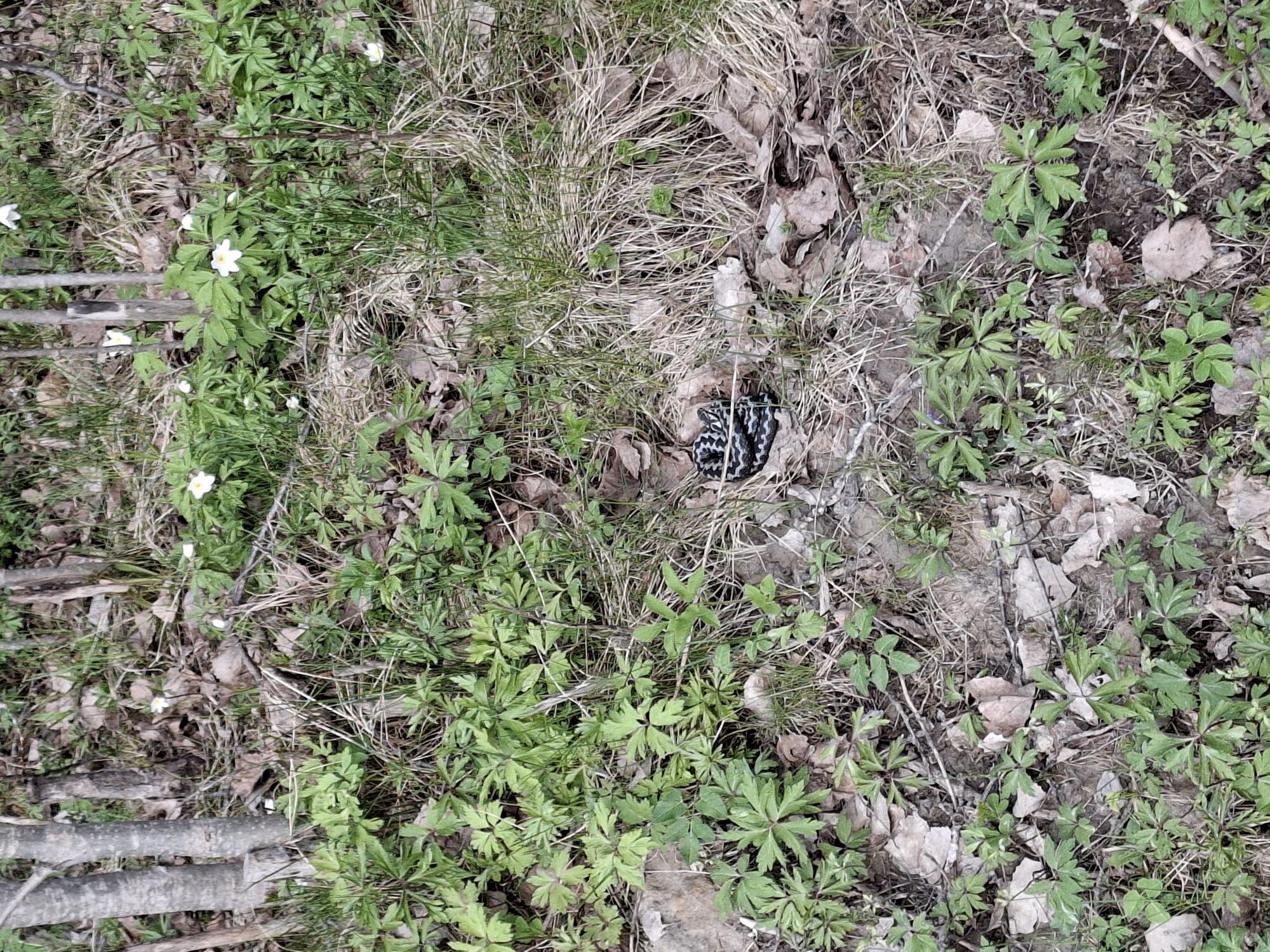 Valokuvaaja: Satu Suuntala