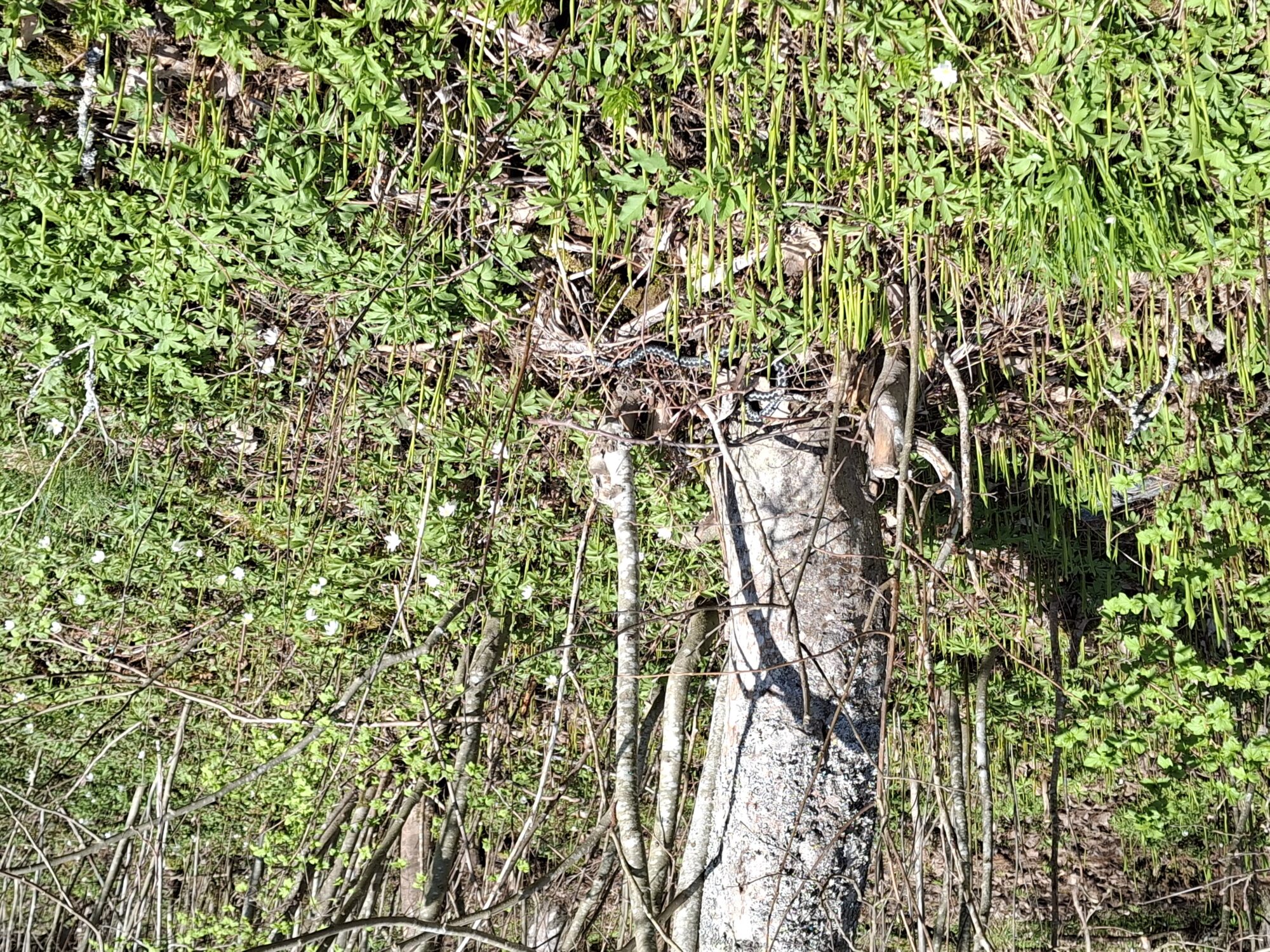 Valokuvaaja: Satu Suuntala