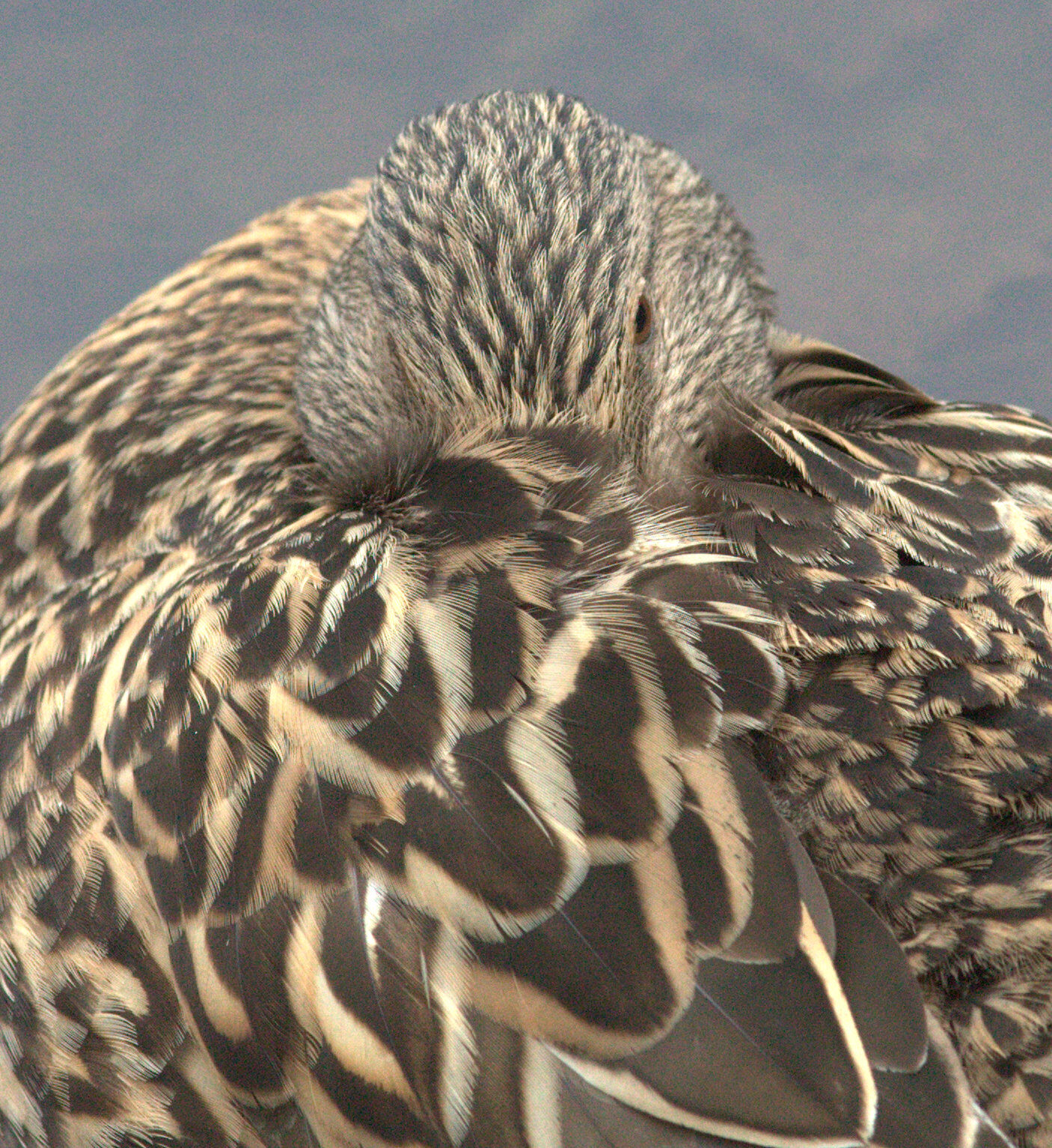 Valokuvaaja: tapio keinonen
