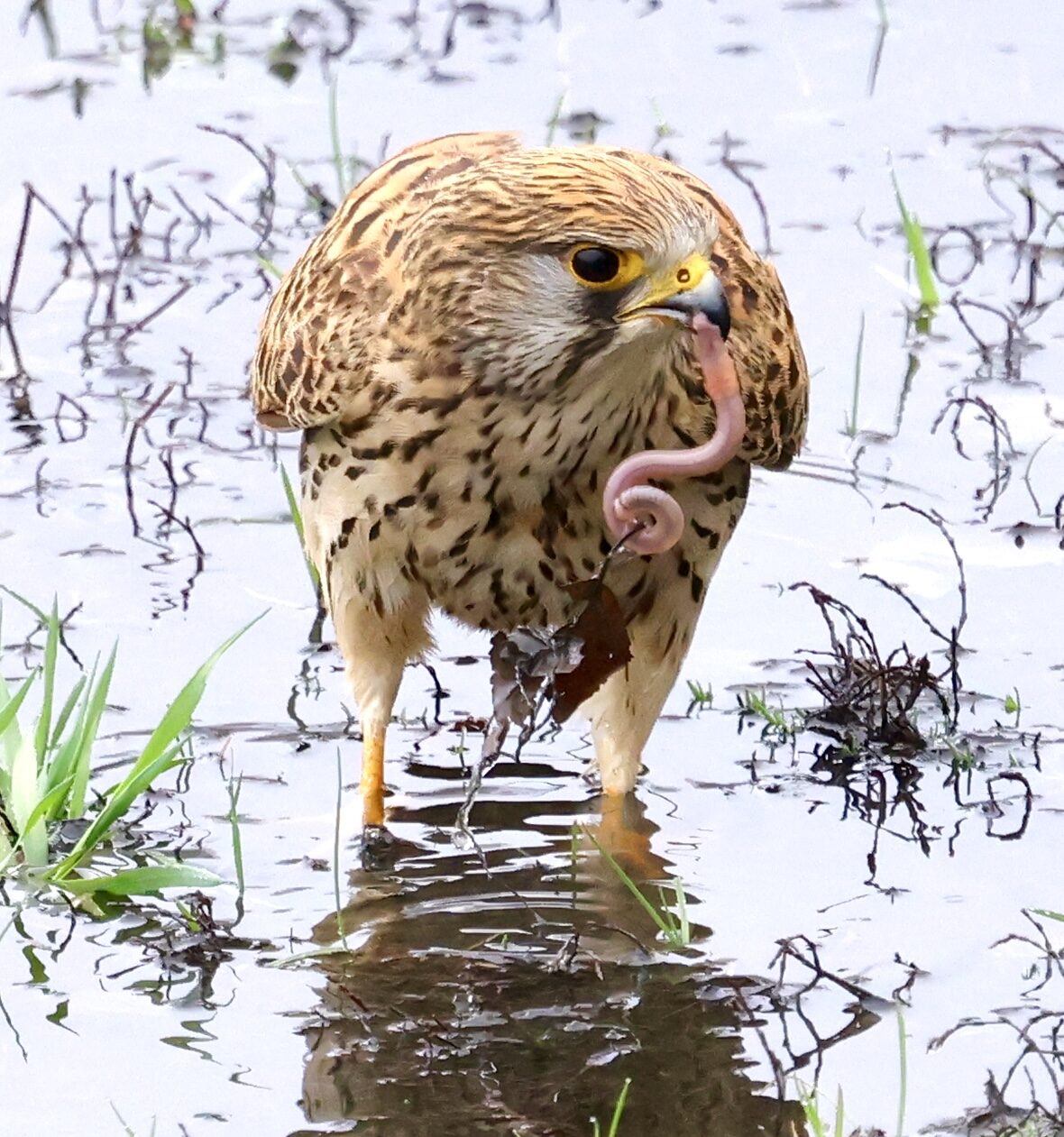 Valokuvaaja: Jukka Henriksson